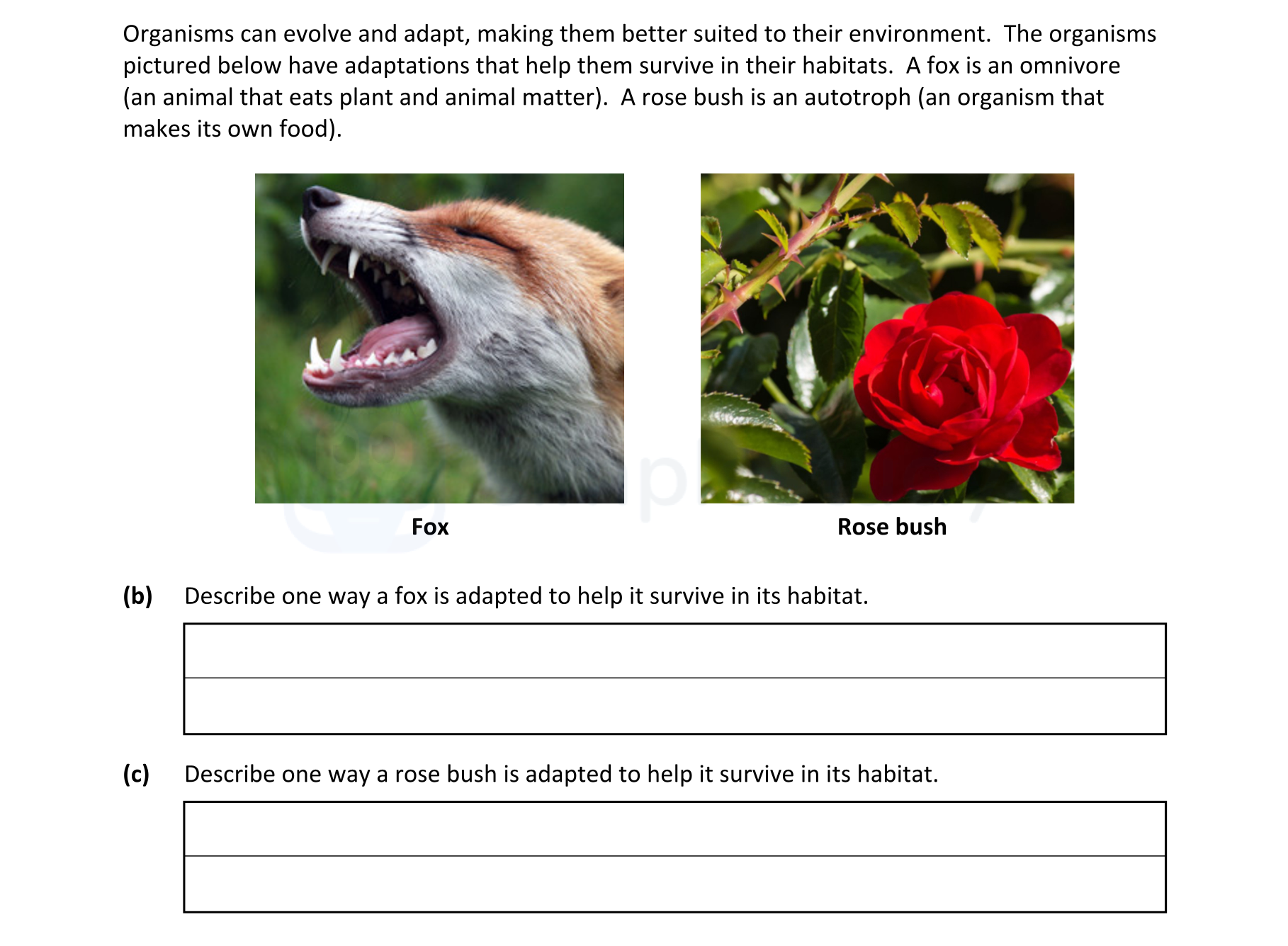 Describe-one-way-a-fox-is-adapted-to-help-it-survive-in-its-habitat.-Junior Cycle Science-Question b-2022.png