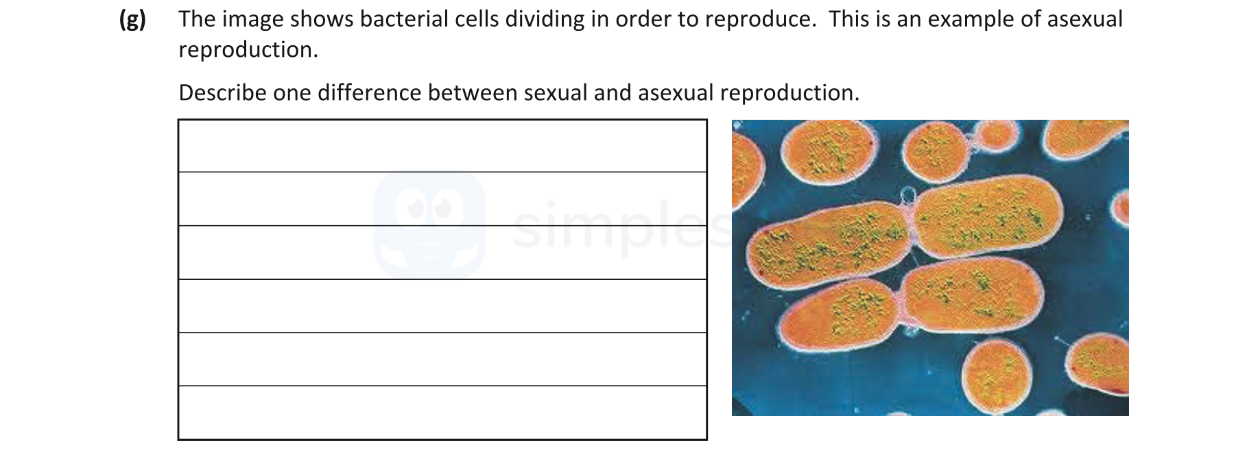 The-image-shows-bacterial-cells-dividing-in-order-to-reproduce-Junior Cycle Science-Question g-2019.png