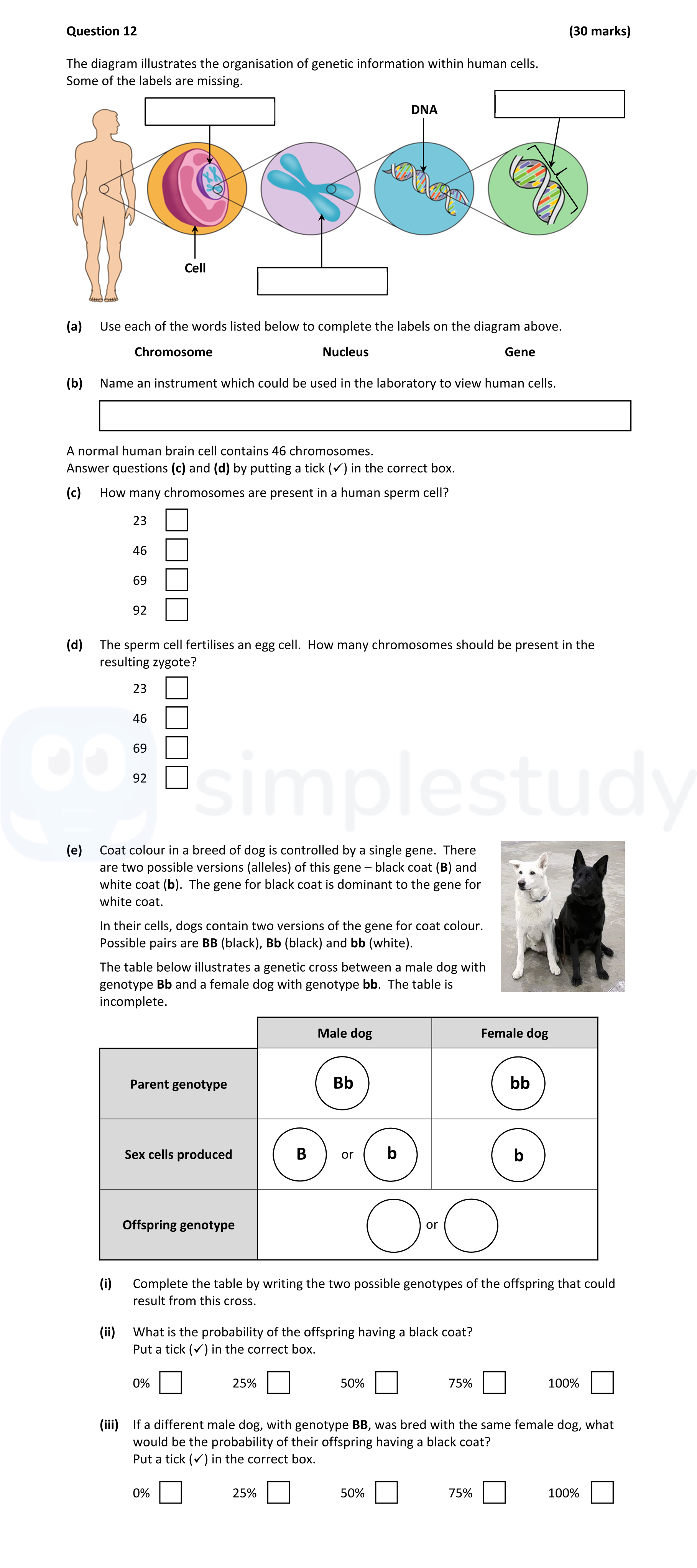 The-diagram-illustrates-the-organisation-of-genetic-information-within-human-cells-Junior Cycle Science-Question 12-2022.png