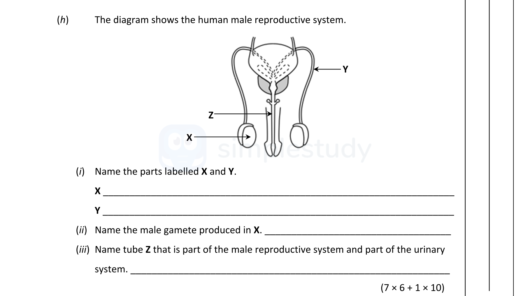 The-diagram-shows-the-human-male-reproductive-system-Junior Cycle Science-Question h-2017.png