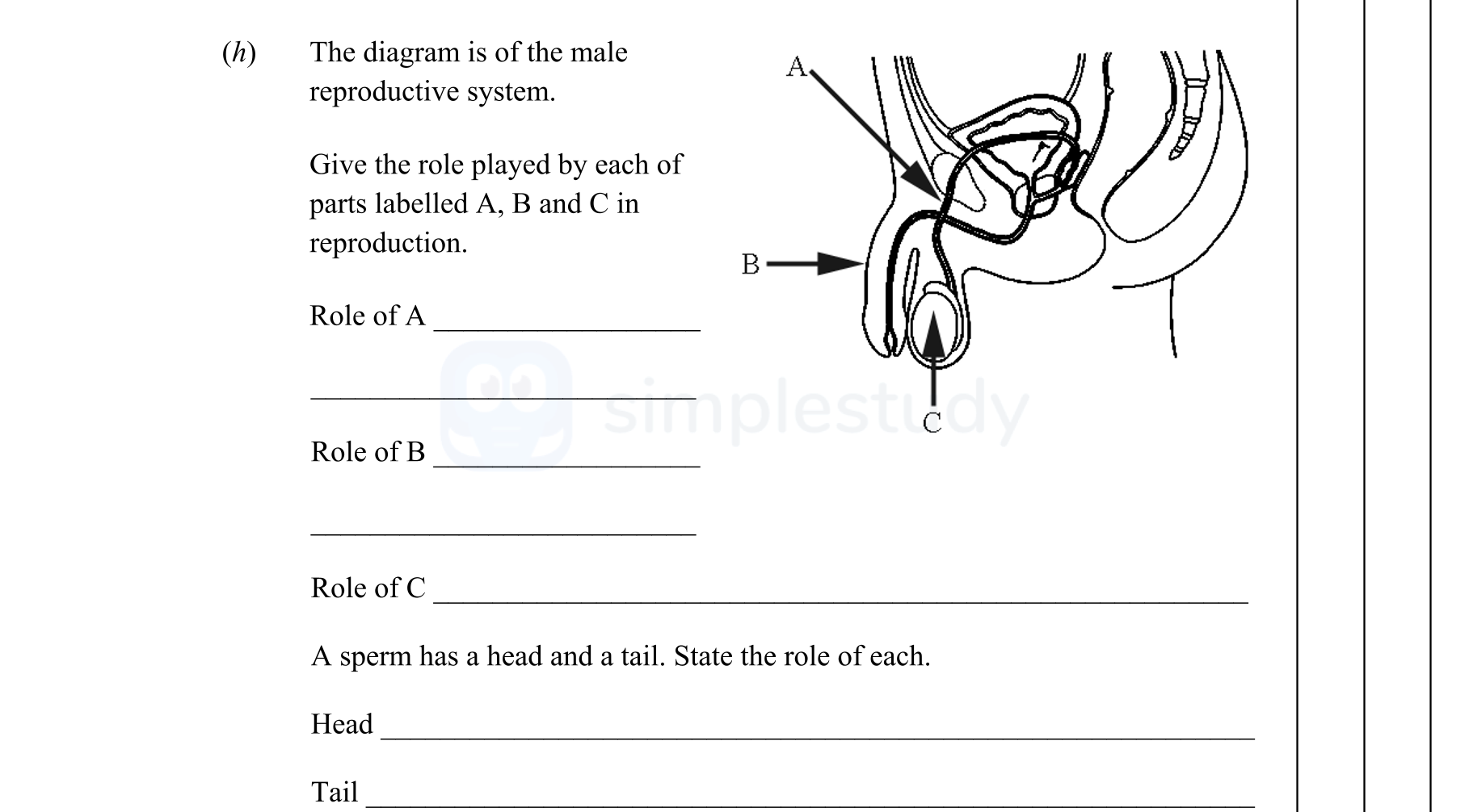 The-diagram-is-of-the-male-reproductive-system-Junior Cycle Science-Question h-2013.png