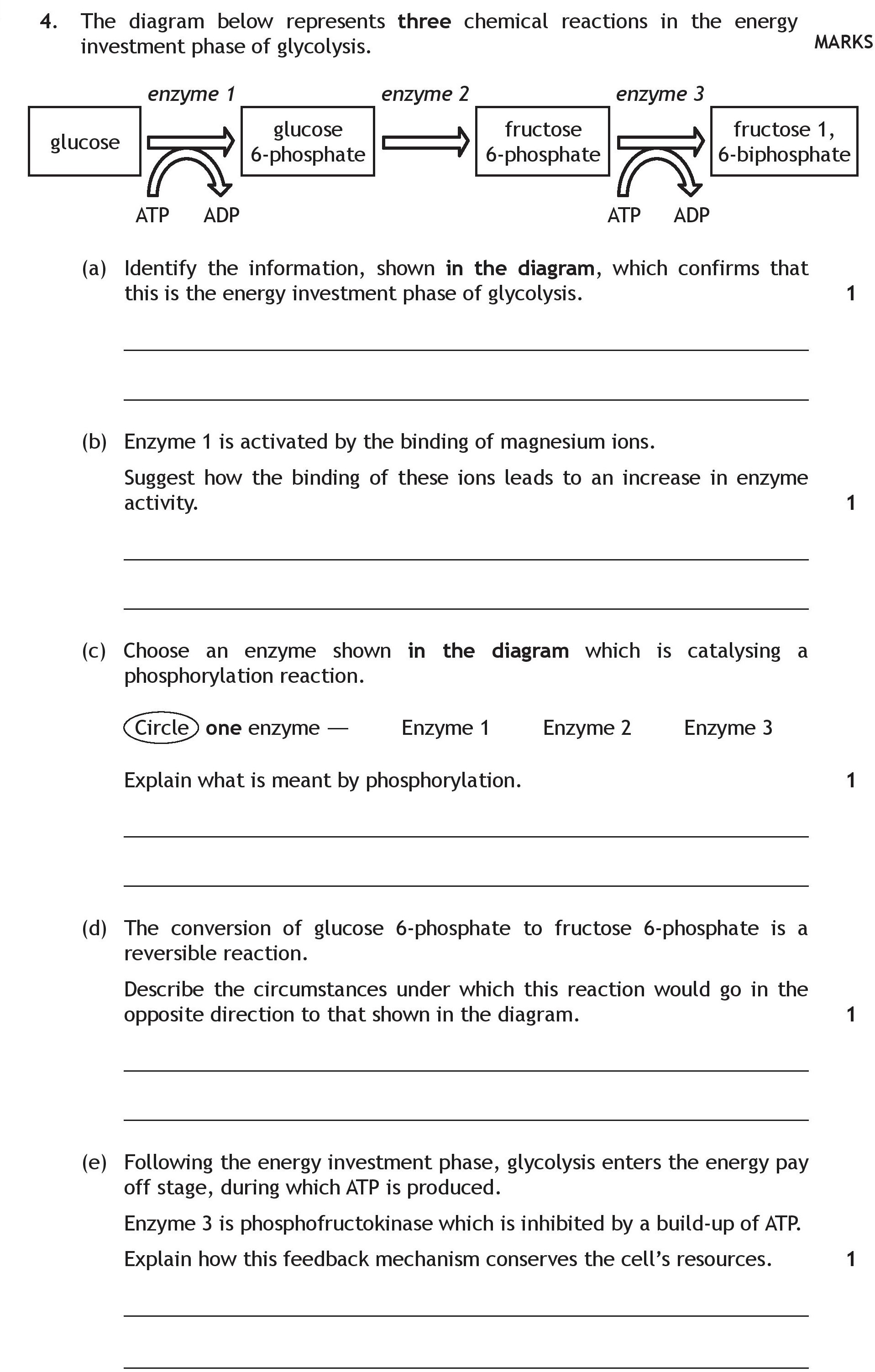 The-diagram-below-represents-three-chemical-reactions-in-the-energy-investment-phase-of-glycolysis-Scottish Highers Human Biology-Question 4-2015.png