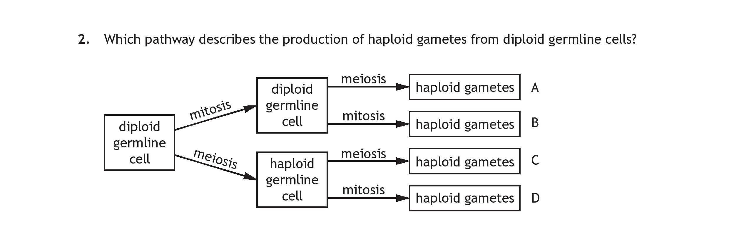 Which-pathway-describes-the-production-of-haploid-gametes-from-diploid-germline-cells?--A-Scottish Highers Human Biology-Question 2-2018.png