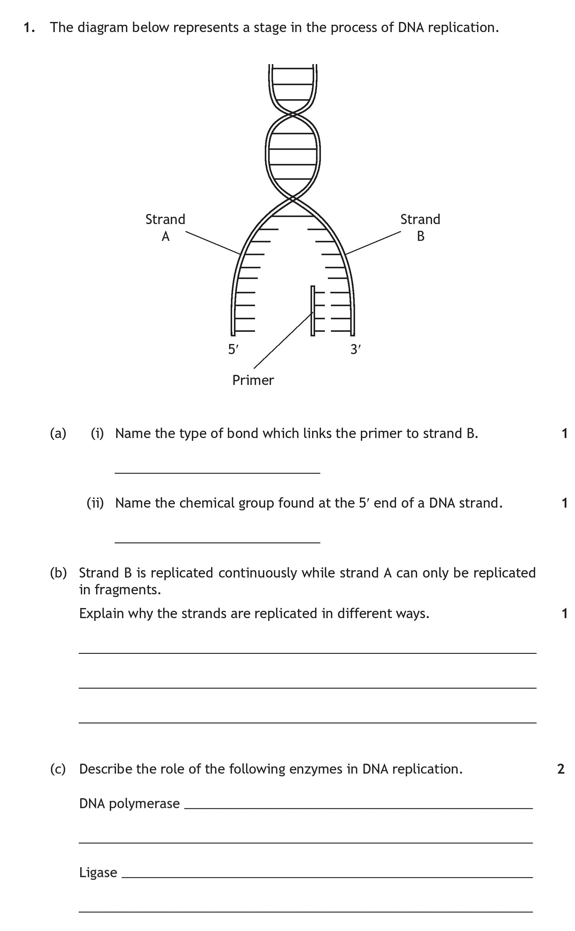 1.-The-diagram-below-represents-a-stage-in-the-process-of-DNA-replication-Scottish Highers Human Biology-Question 1-2016.png