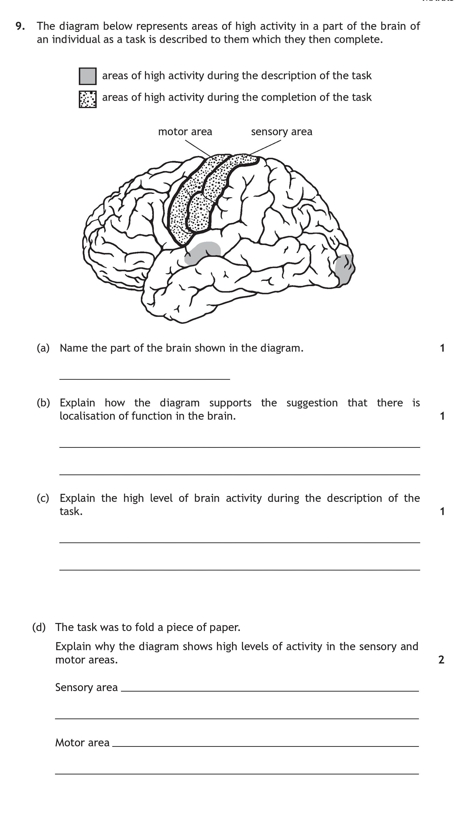The-diagram-below-represents-areas-of-high-activity-in-a-part-of-the-brain-of-an-individual-as-a-task-is-described-to-them-which-they-then-complete-Scottish Highers Human Biology-Question 9-2016.png