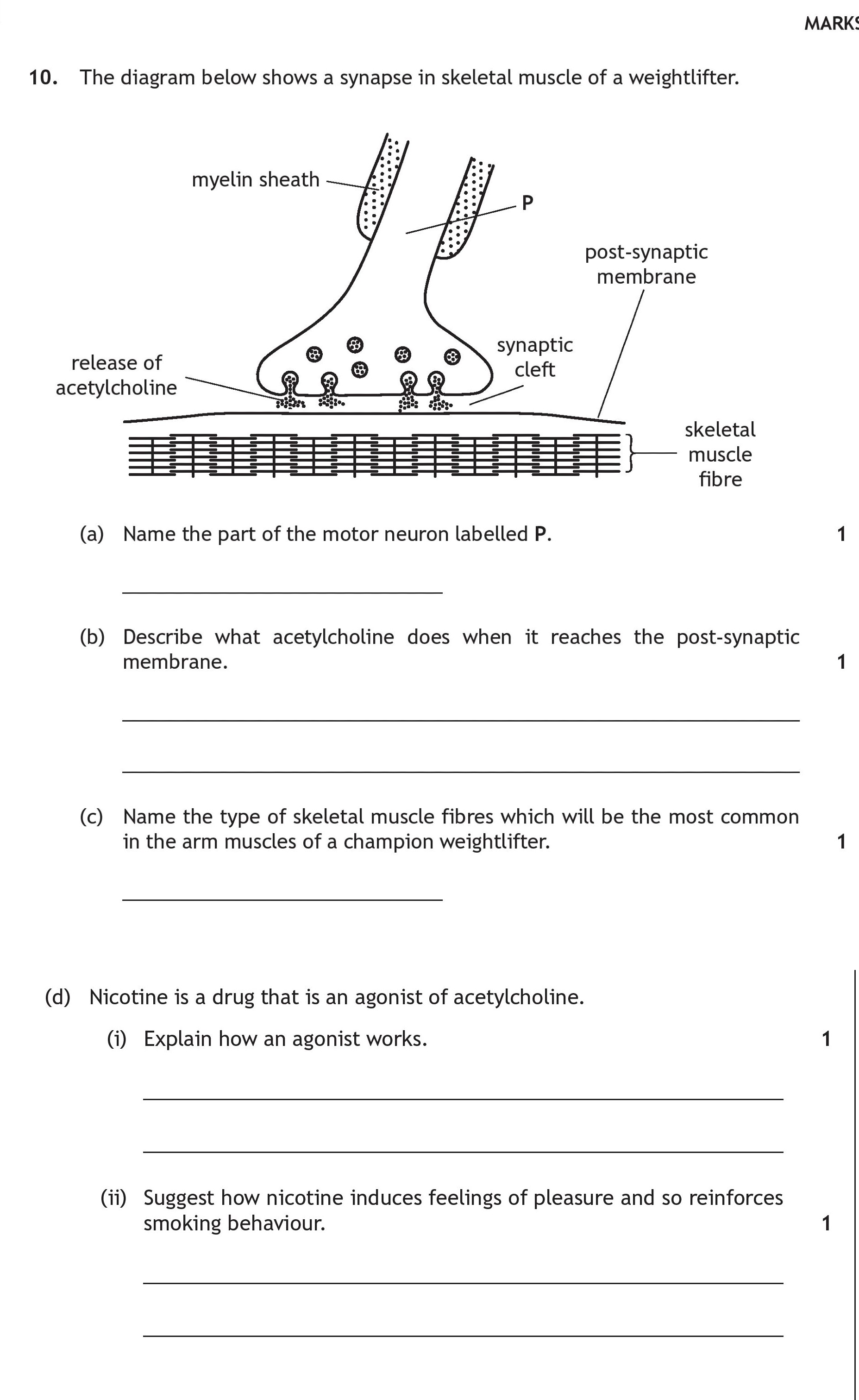 10.-The-diagram-below-shows-a-synapse-in-skeletal-muscle-of-a-weightlifter-Scottish Highers Human Biology-Question 10-2016.png