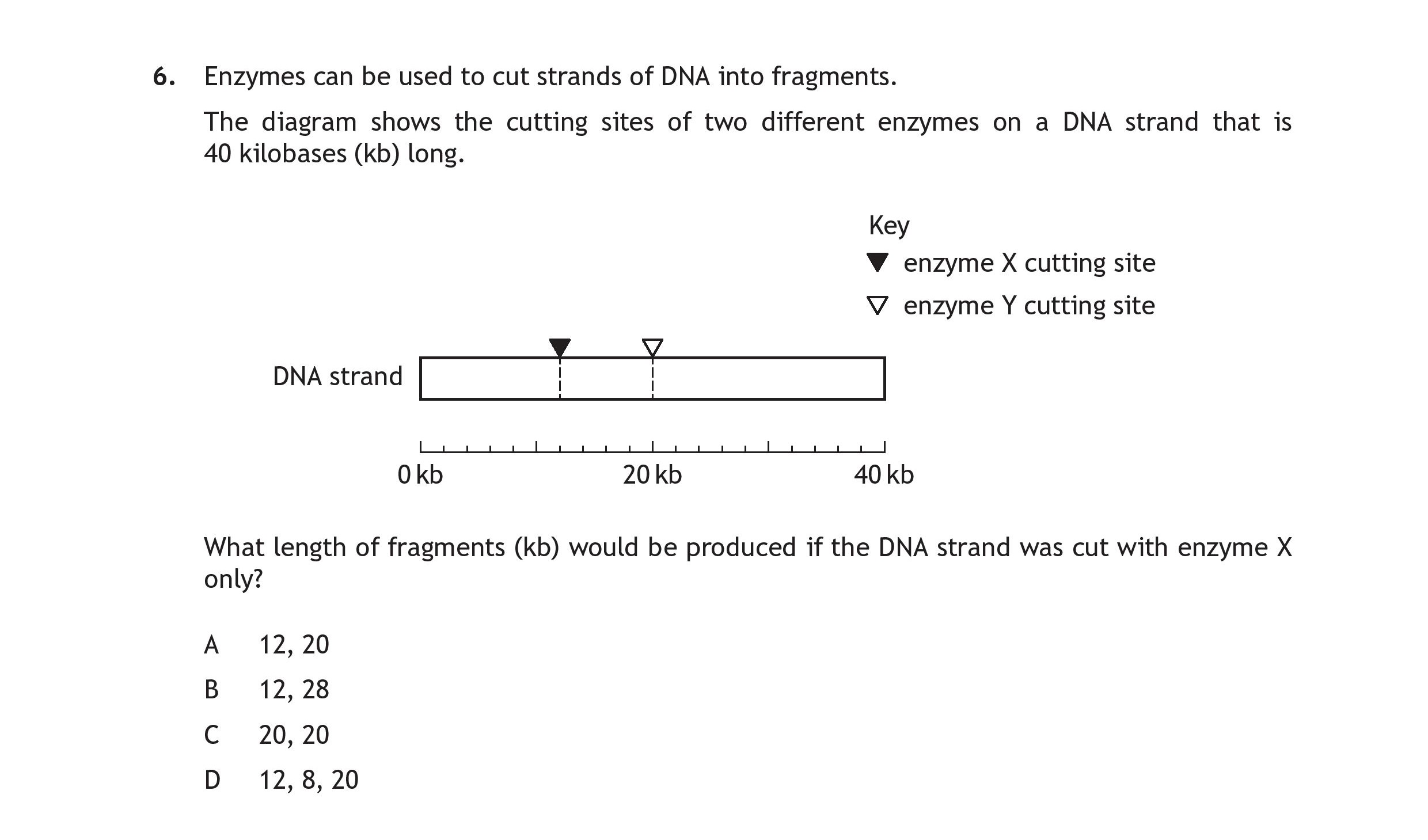 Enzymes-can-be-used-to-cut-strands-of-DNA-into-fragments-Scottish Highers Human Biology-Question 6-2019.png