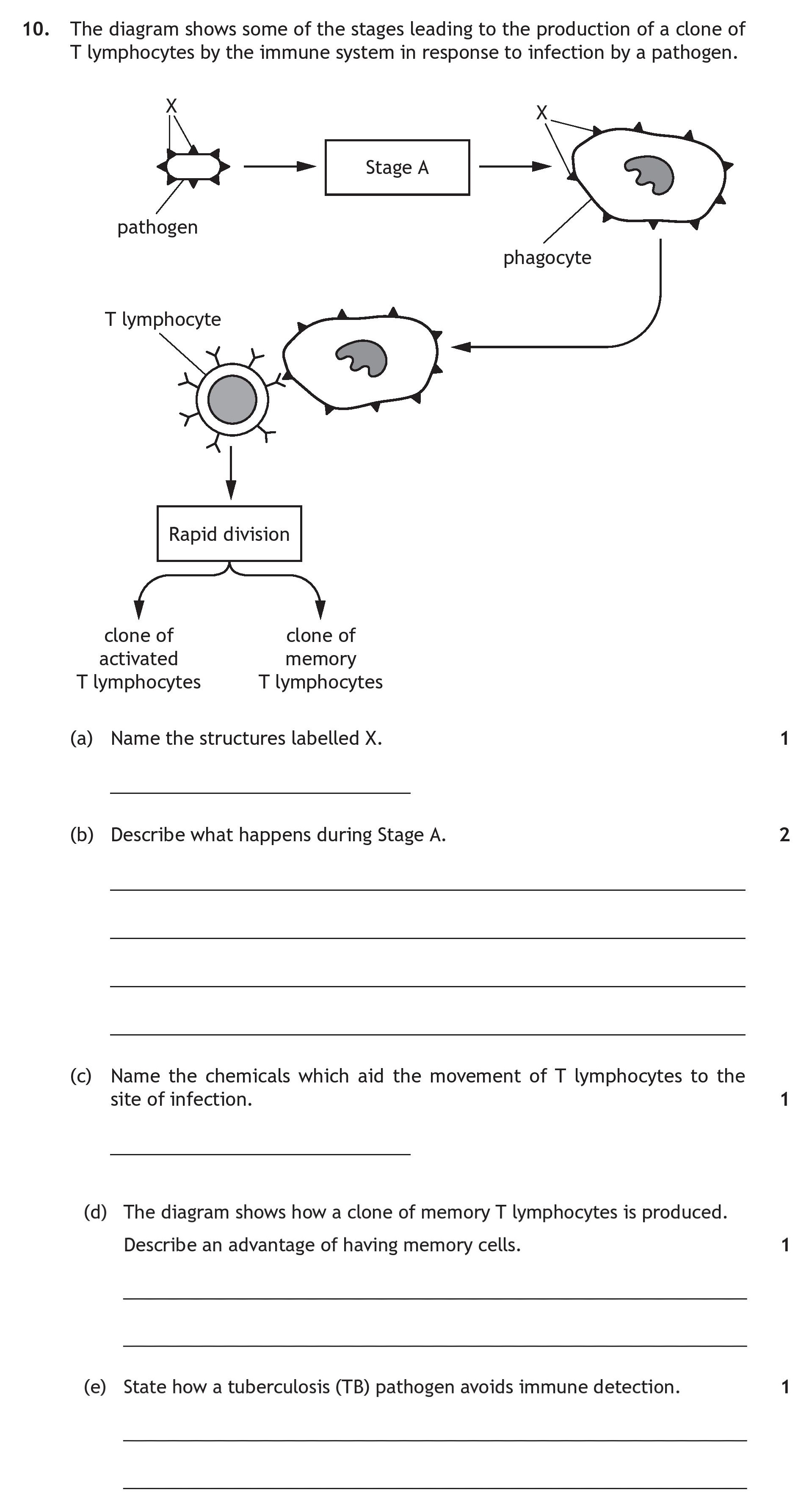 The-diagram-shows-some-of-the-stages-leading-to-the-production-of-a-clone-of-T-lymphocytes-by-the-immune-system-in-response-to-infection-by-a-pathogen-Scottish Highers Human Biology-Question 10-2017.png