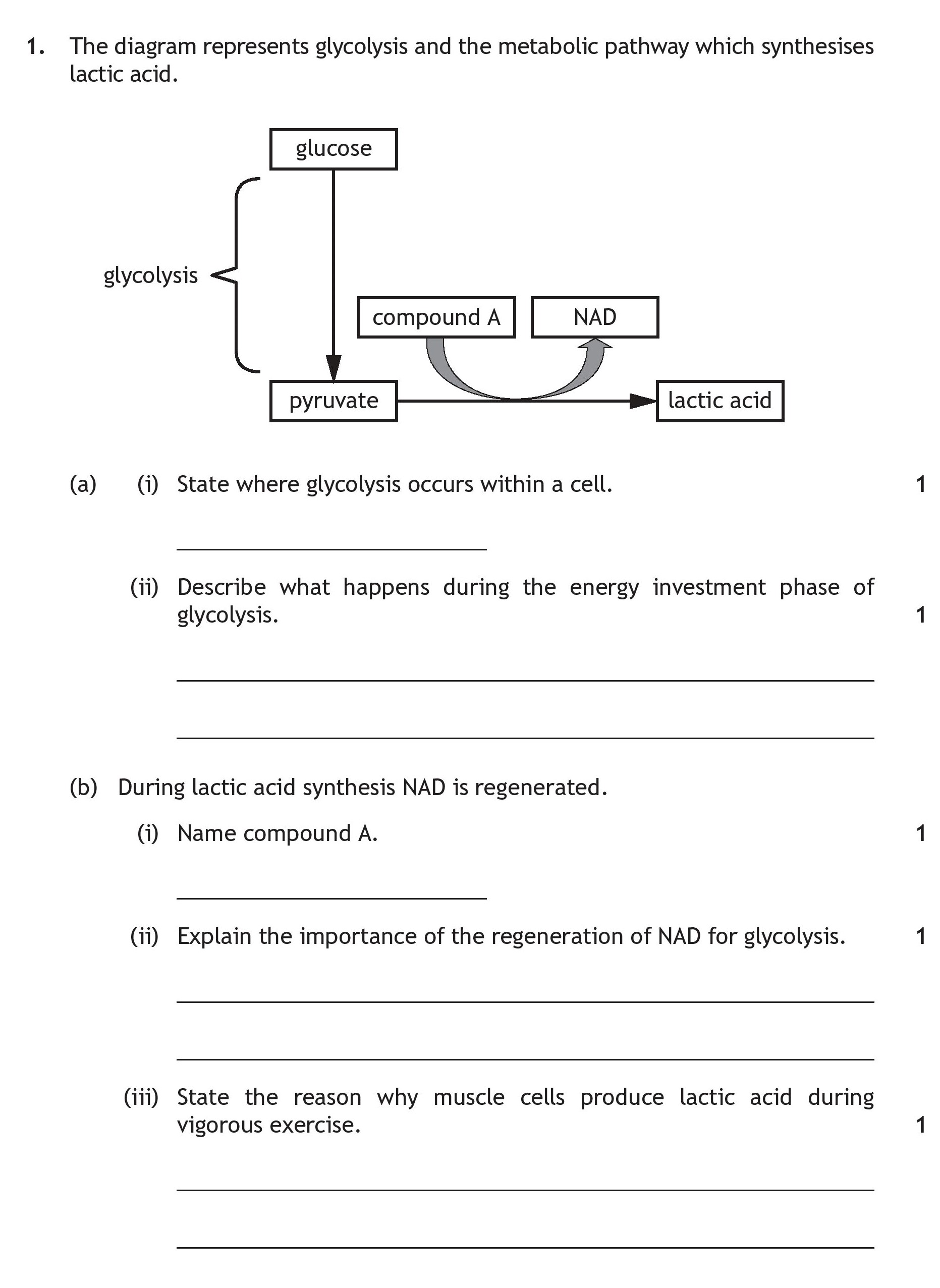 The-diagram-represents-glycolysis-and-the-metabolic-pathway-which-synthesises-lactic-acid-Scottish Highers Human Biology-Question 1-2018.png