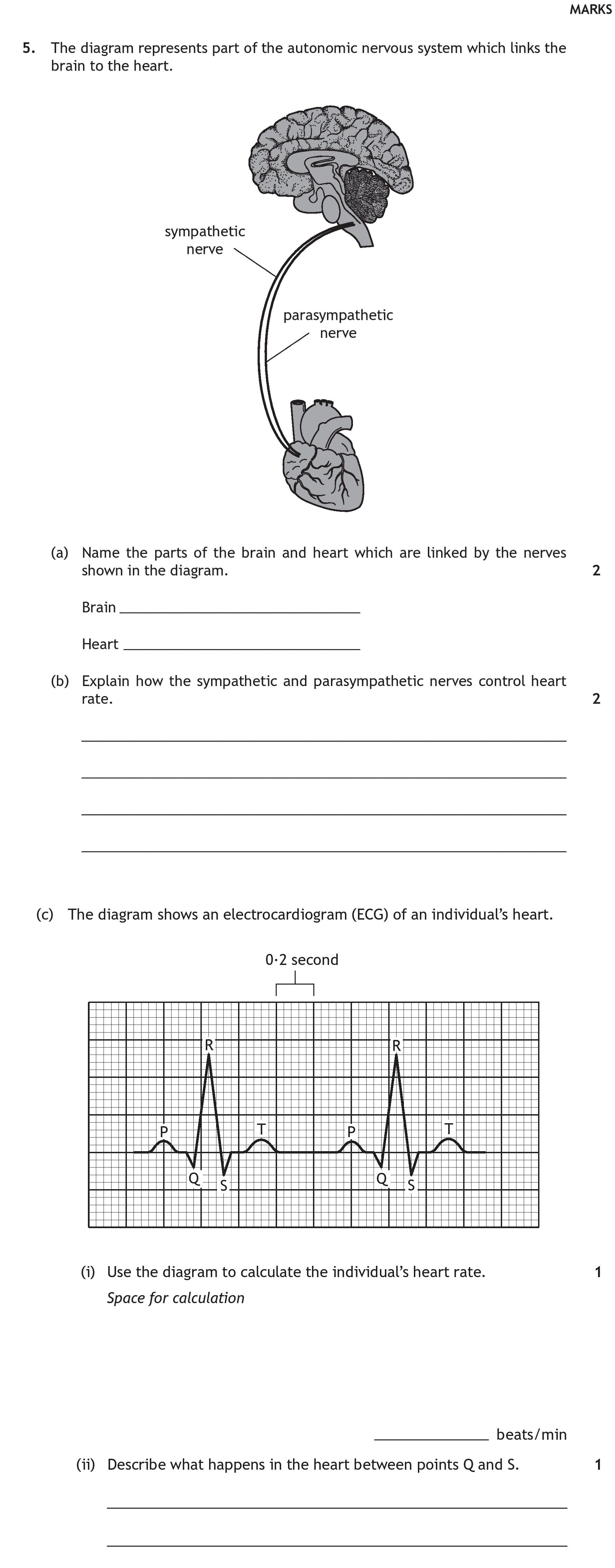 The-diagram-represents-part-of-the-autonomic-nervous-system-which-links-the-brain-to-the-heart-Scottish Highers Human Biology-Question 5-2018.png