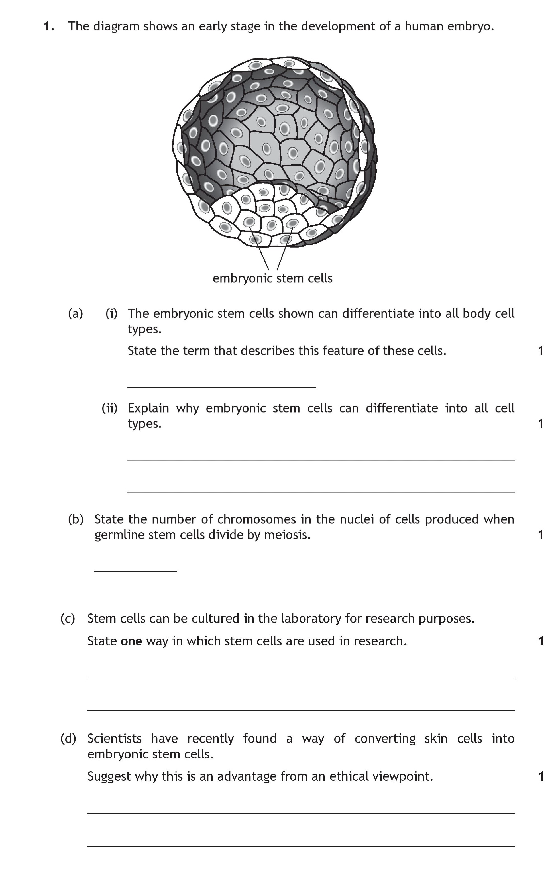 The-diagram-shows-an-early-stage-in-the-development-of-a-human-embryo-Scottish Highers Human Biology-Question 1-2019.png