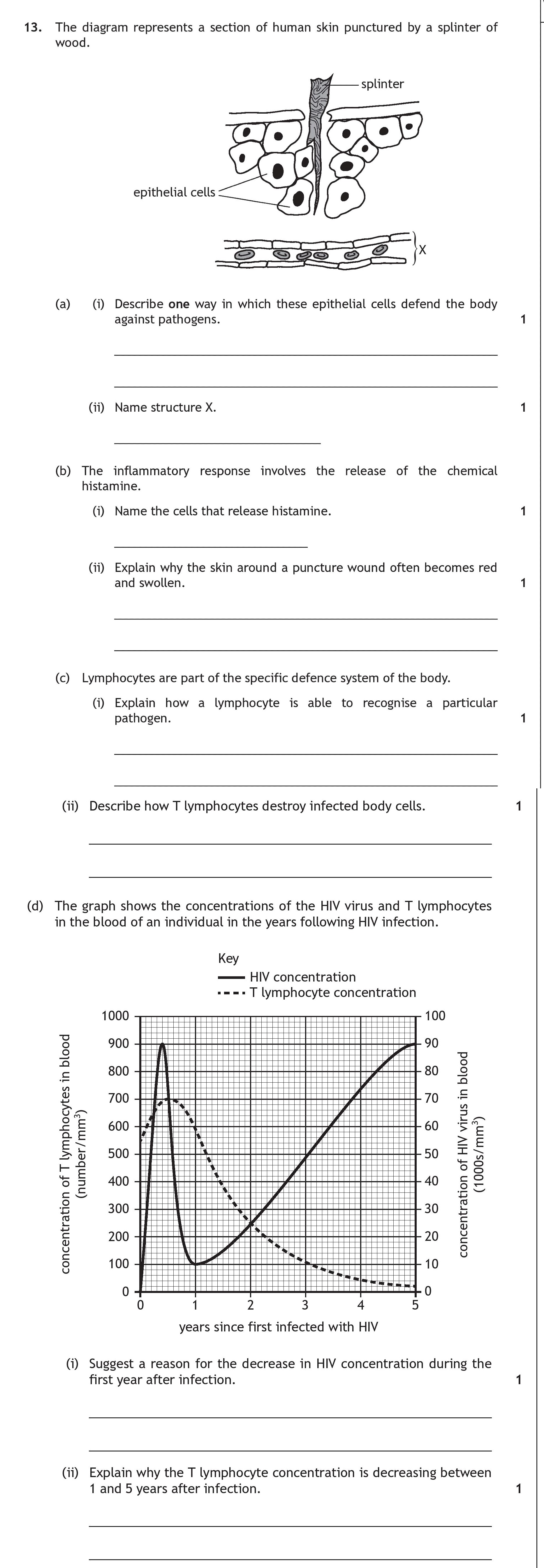 The-diagram-represents-a-section-of-human-skin-punctured-by-a-splinter-of-wood-Scottish Highers Human Biology-Question 13-2019.png