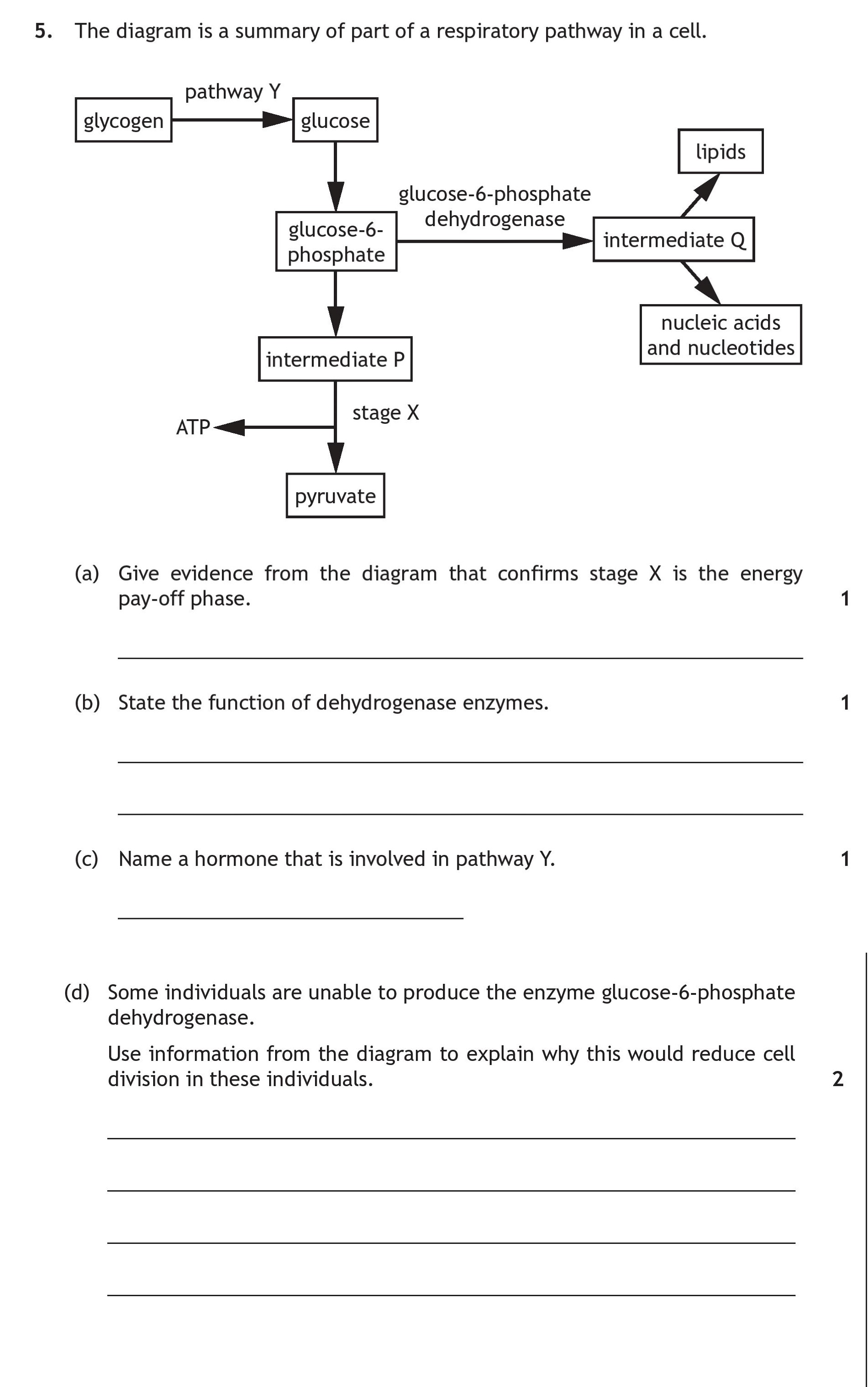 The-diagram-is-a-summary-of-part-of-a-respiratory-pathway-in-a-cell-Scottish Highers Human Biology-Question 5-2019.png