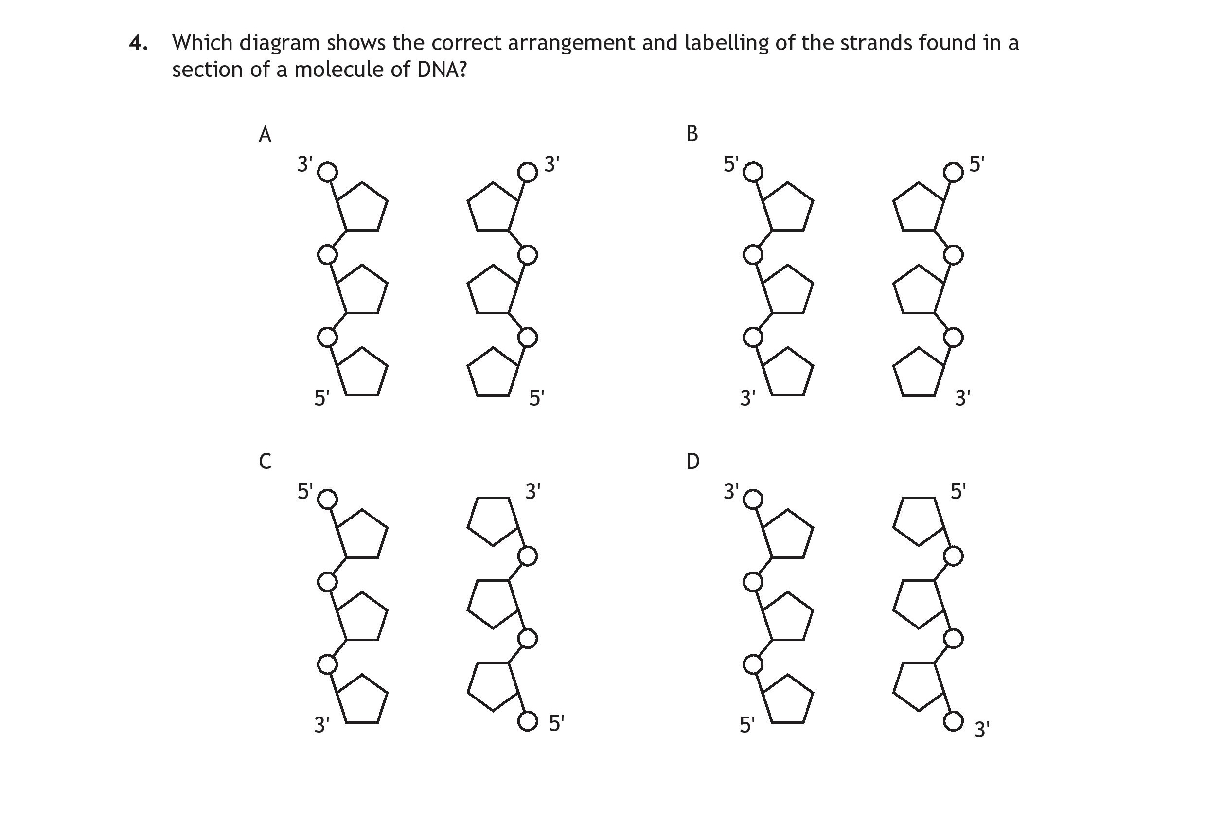 Which-diagram-shows-the-correct-arrangement-and-labelling-of-the-strands-found-in-a-section-of-a-molecule-of-DNA?--A--B--C--D-Scottish Highers Human Biology-Question 4-2022.png