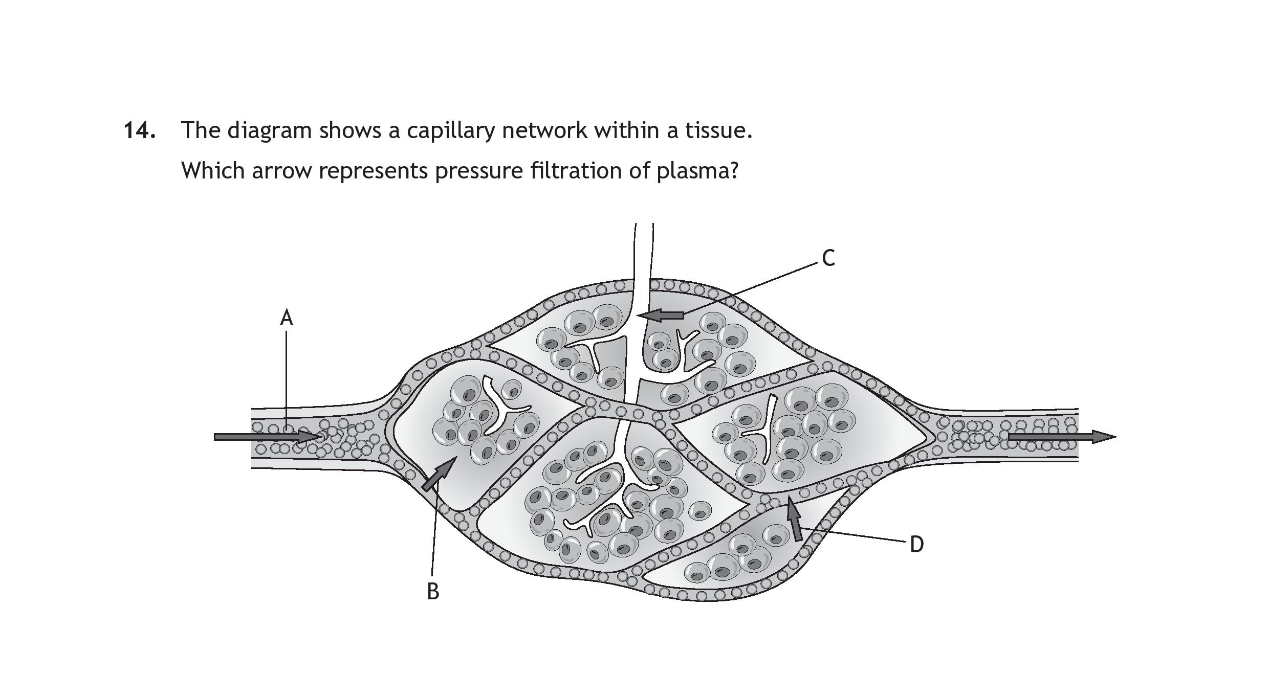 The-diagram-shows-a-capillary-network-within-a-tissue-Scottish Highers Human Biology-Question 14-2022.png