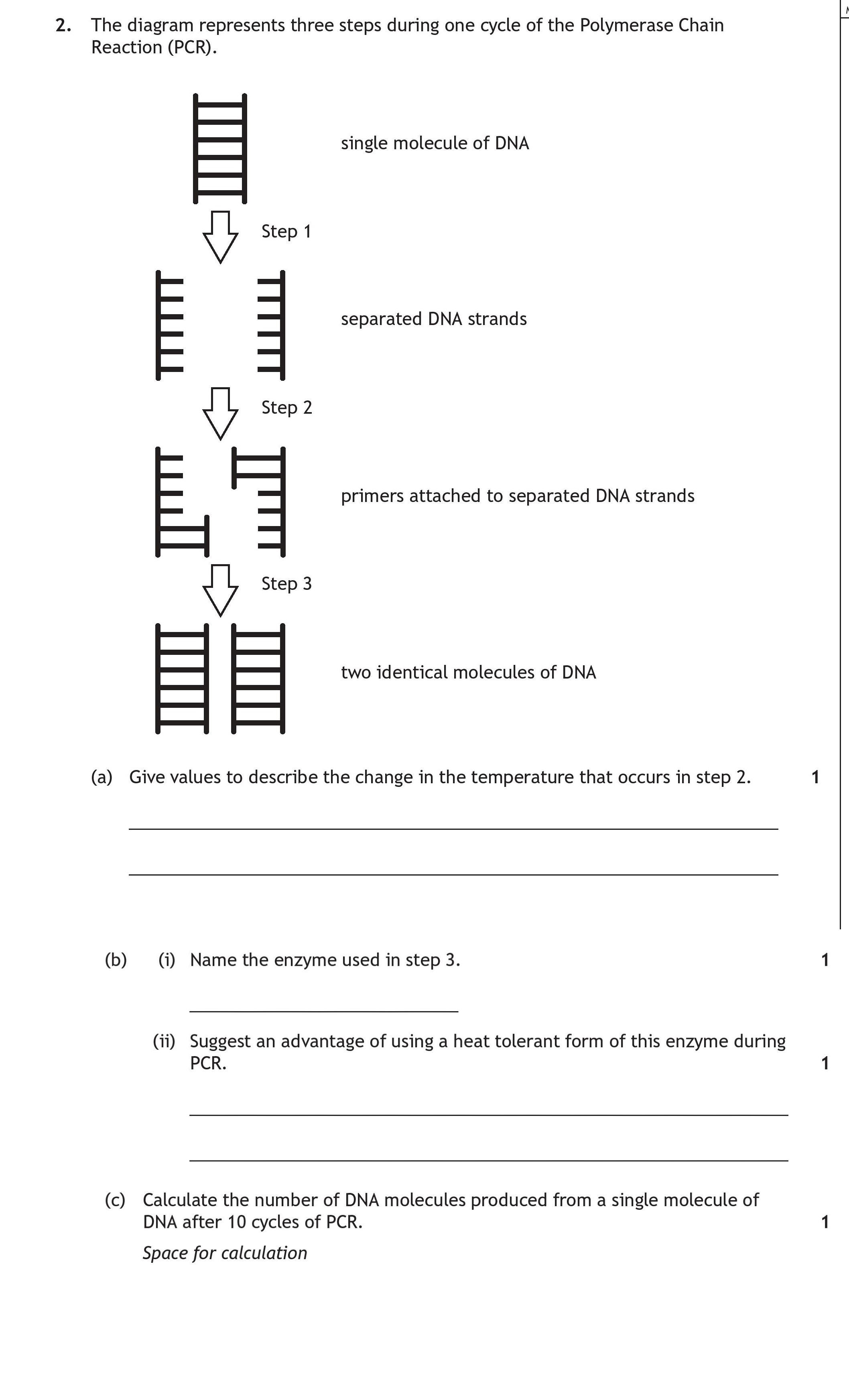 The-diagram-represents-three-steps-during-one-cycle-of-the-Polymerase-Chain-Reaction-(PCR)-Scottish Highers Human Biology-Question 2-2022.png