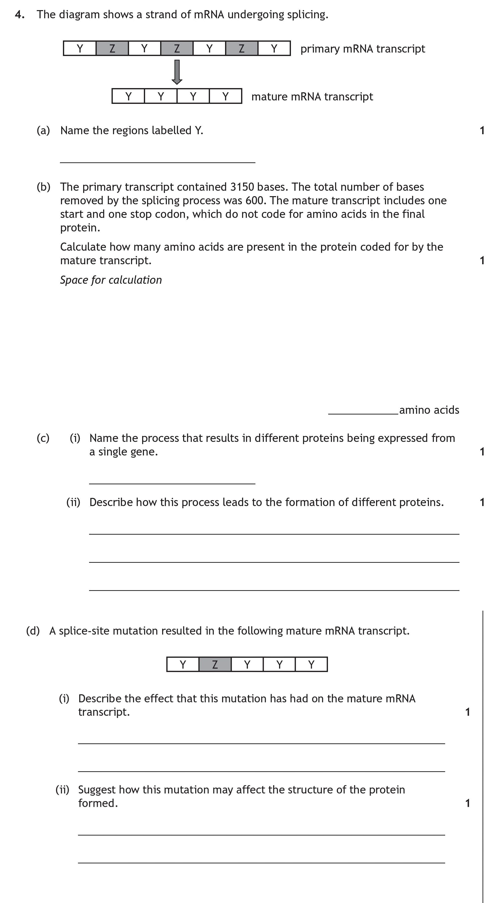 The-diagram-shows-a-strand-of-mRNA-undergoing-splicing-Scottish Highers Human Biology-Question 4-2022.png