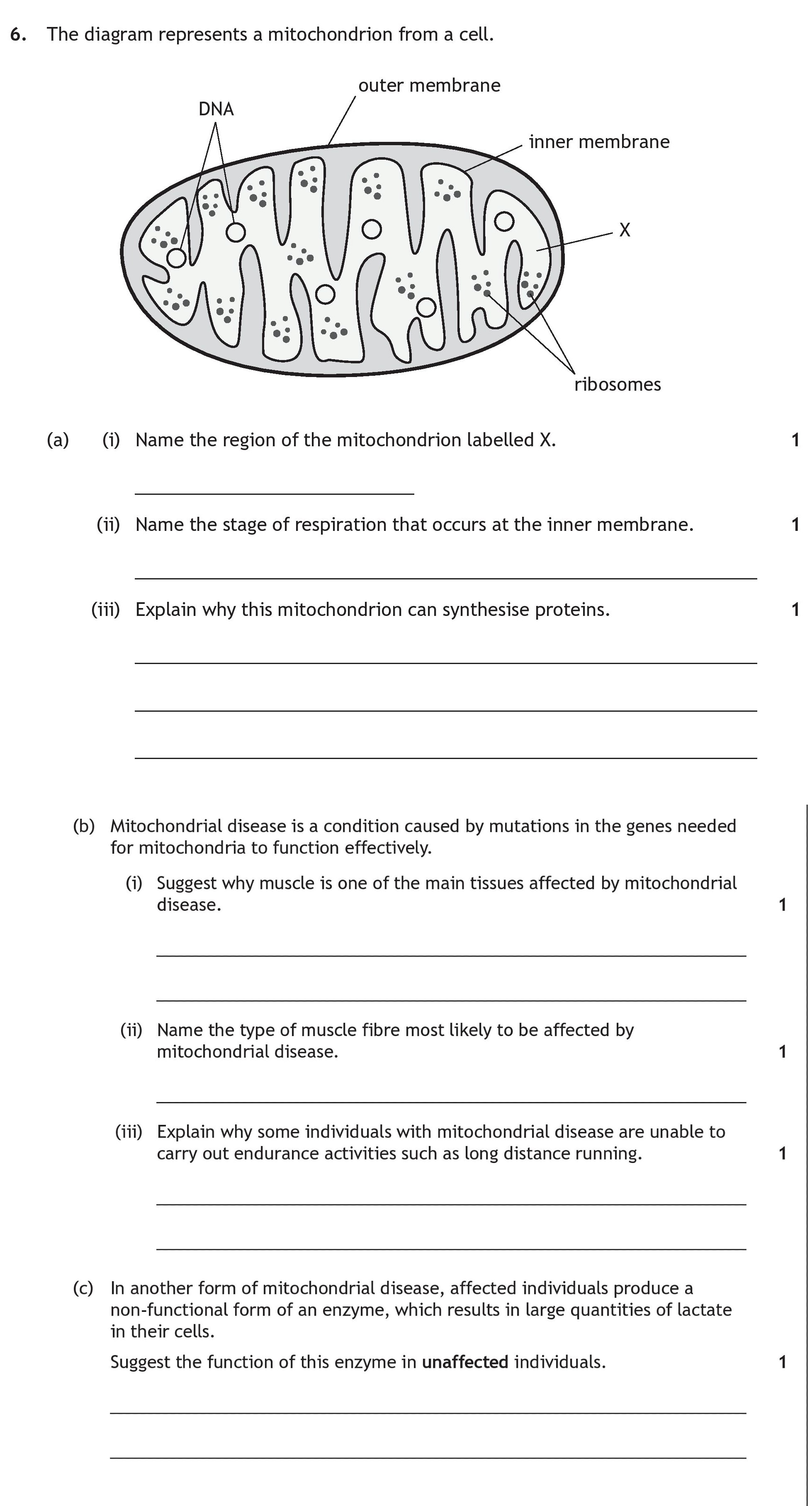 The-diagram-represents-a-mitochondrion-from-a-cell-Scottish Highers Human Biology-Question 6-2022.png