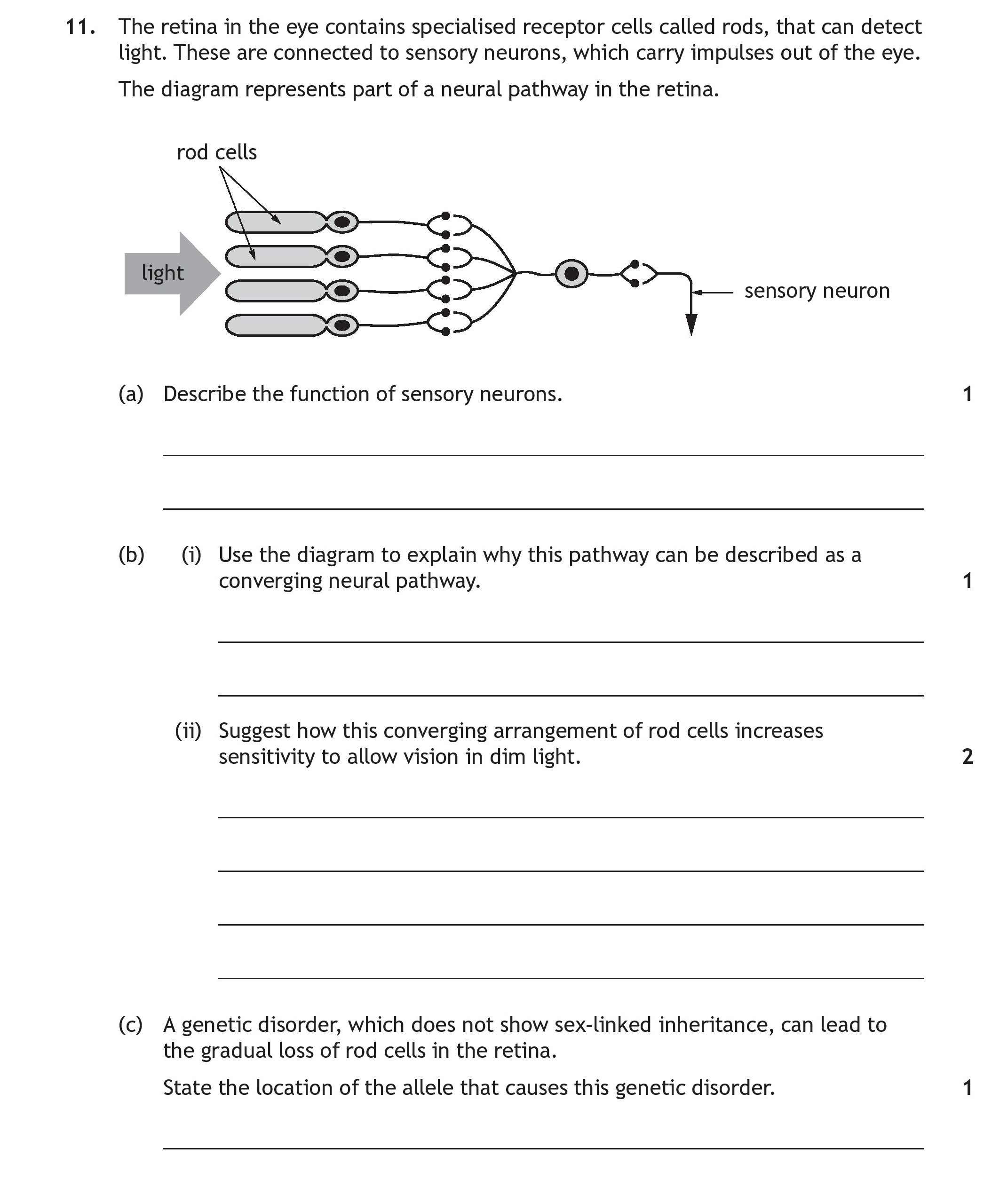 11.-The-retina-in-the-eye-contains-specialised-receptor-cells-called-rods,-that-can-detect-light-Scottish Highers Human Biology-Question 11-2022.png