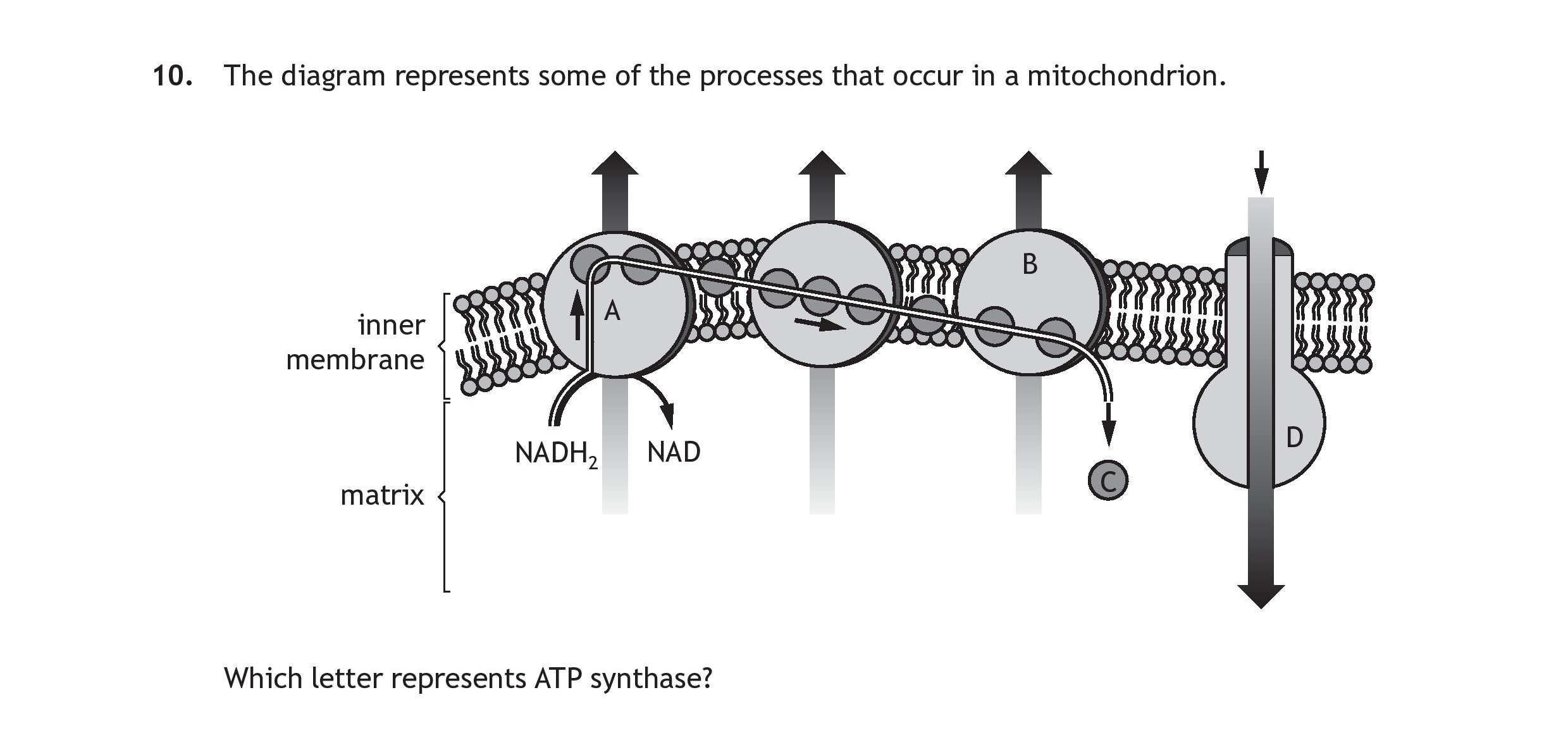The-diagram-represents-some-of-the-processes-that-occur-in-a-mitochondrion-Scottish Highers Human Biology-Question 10.-2023.png