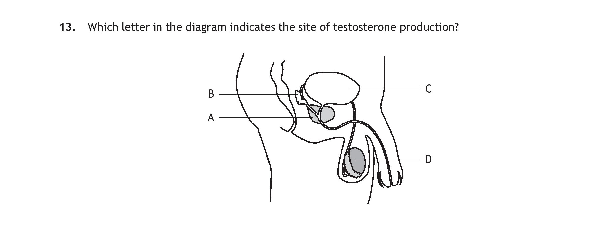 Which-letter-in-the-diagram-indicates-the-site-of-testosterone-production?--![Diagram-Reference](https://example.com/your-image-link)-Scottish Highers Human Biology-Question 13-2023.png