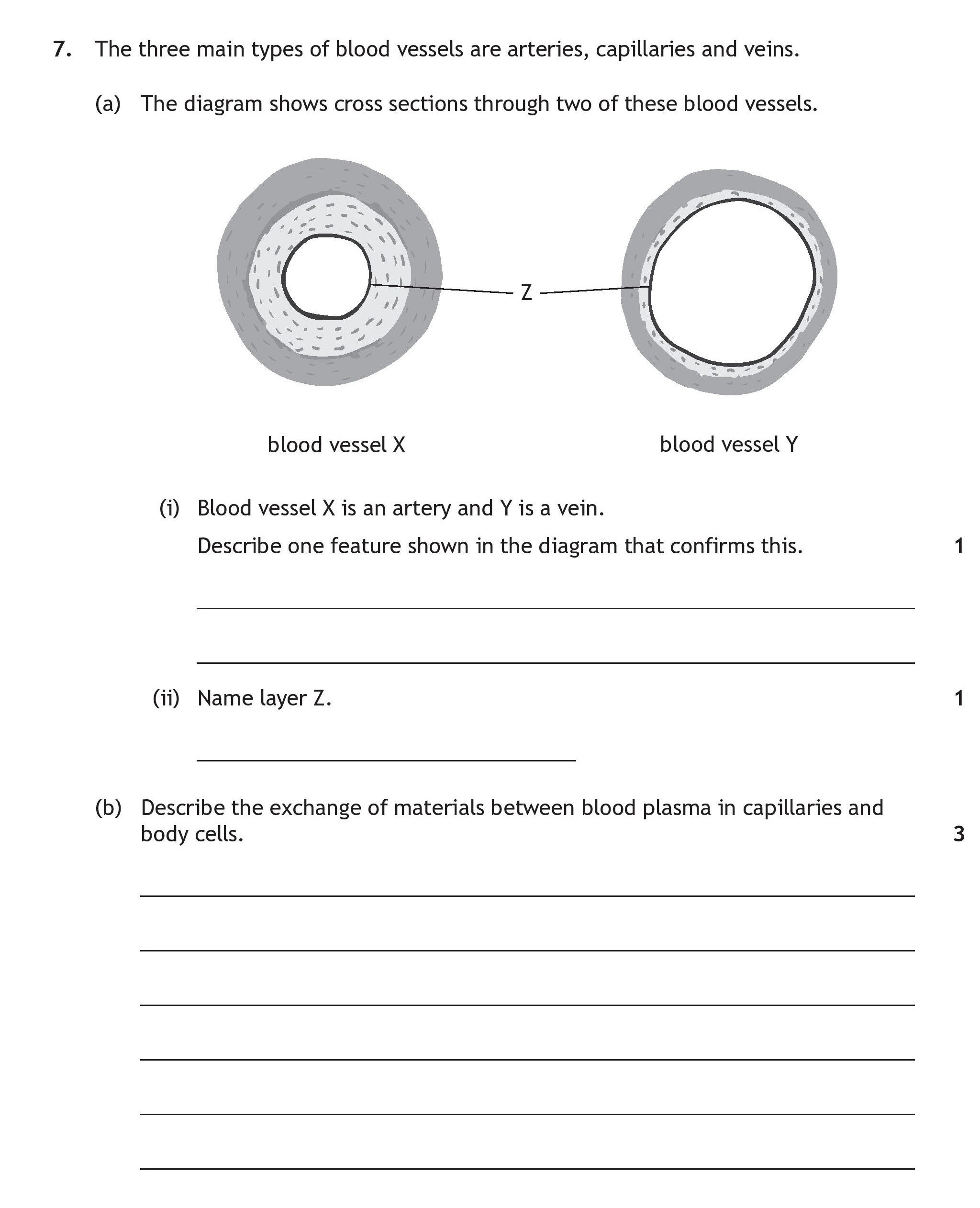 The-three-main-types-of-blood-vessels-are-arteries,-capillaries-and-veins-Scottish Highers Human Biology-Question 7-2023.png