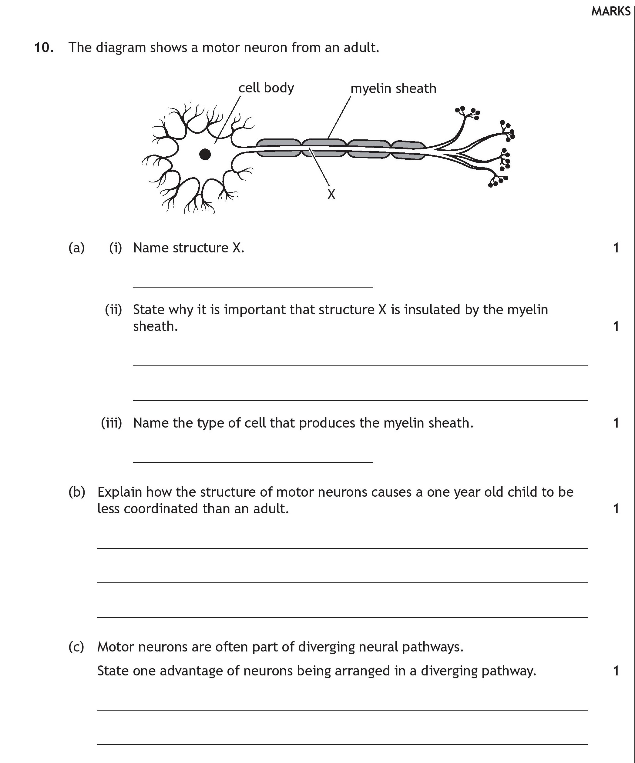 The-diagram-shows-a-motor-neuron-from-an-adult-Scottish Highers Human Biology-Question 10-2023.png