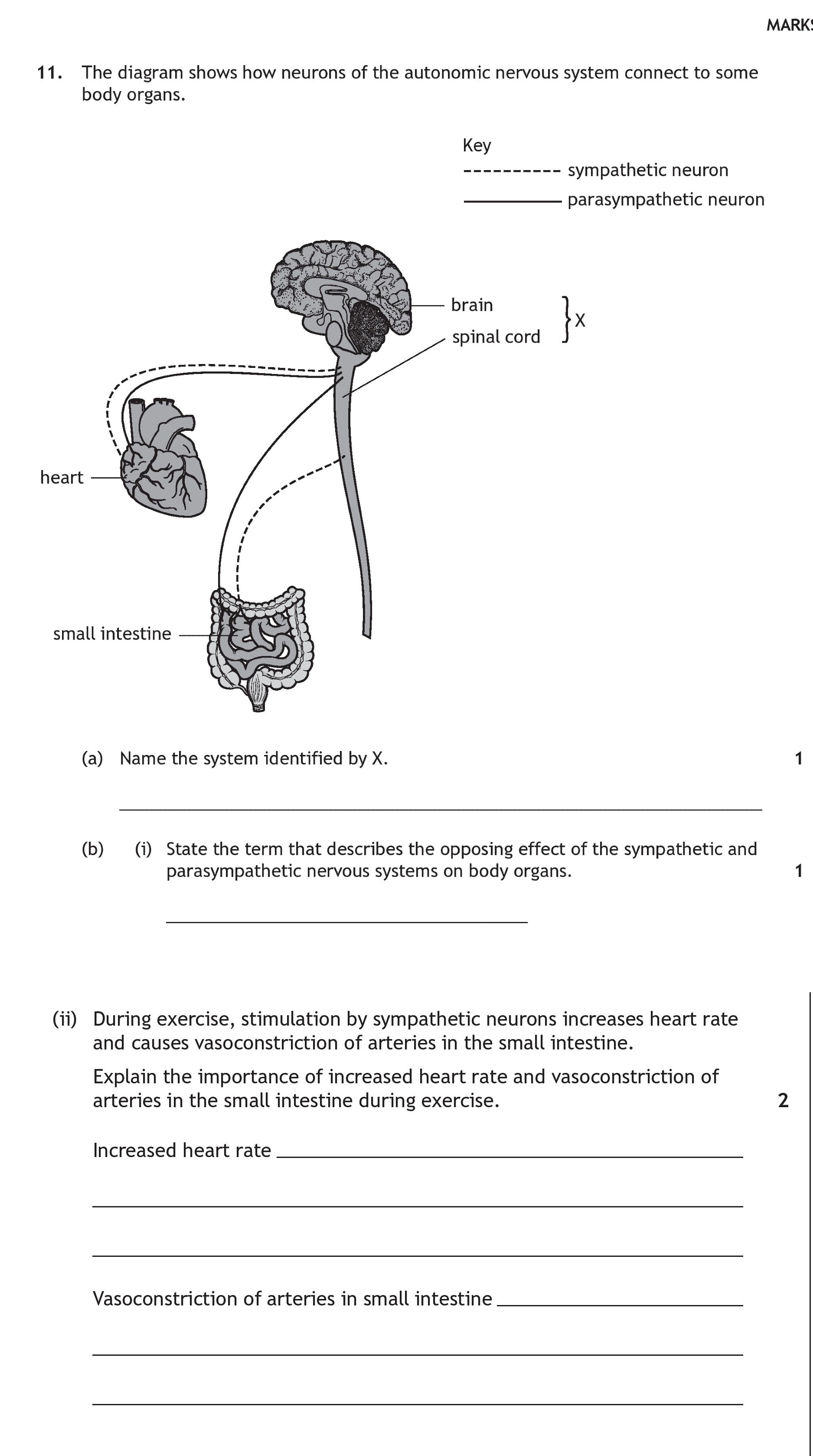 The-diagram-shows-how-neurons-of-the-autonomic-nervous-system-connect-to-some-body-organs-Scottish Highers Human Biology-Question 11-2023.png