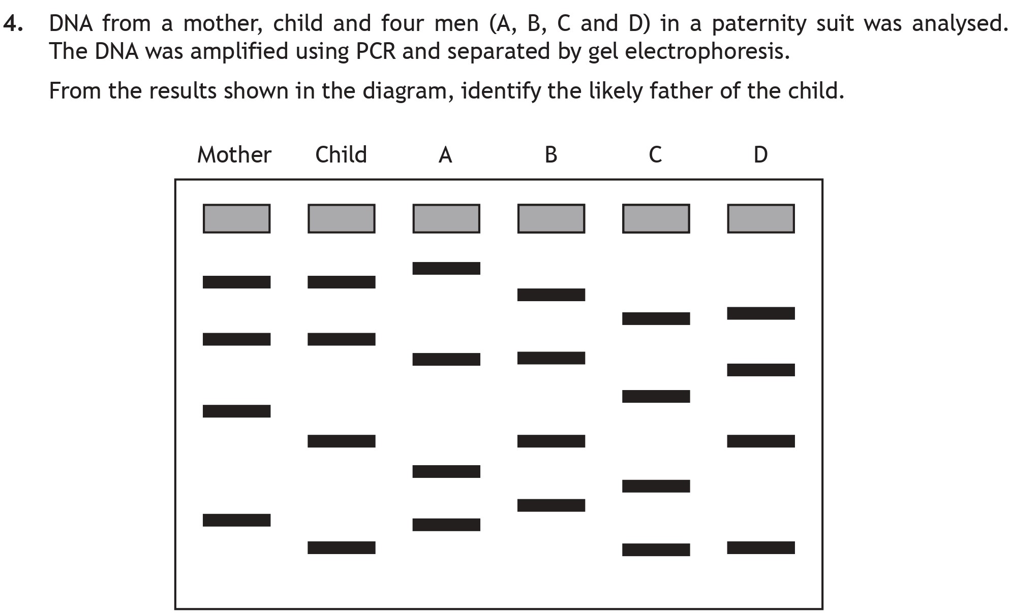 DNA-from-a-mother,-child-and-four-men-(A,-B,-C-and-D)-in-a-paternity-suit-was-analysed-Scottish Highers Biology-Question 4-2019.png