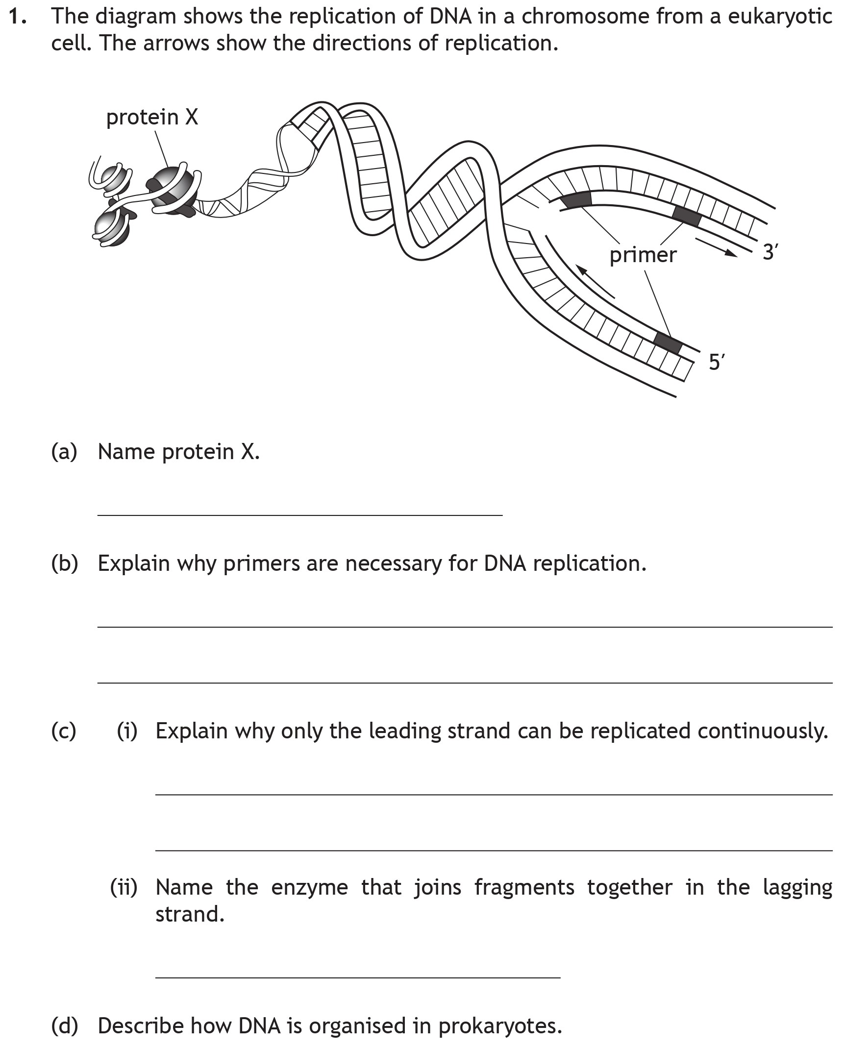 The-diagram-shows-the-replication-of-DNA-in-a-chromosome-from-a-eukaryotic-cell-Scottish Highers Biology-Question 1-2019.png