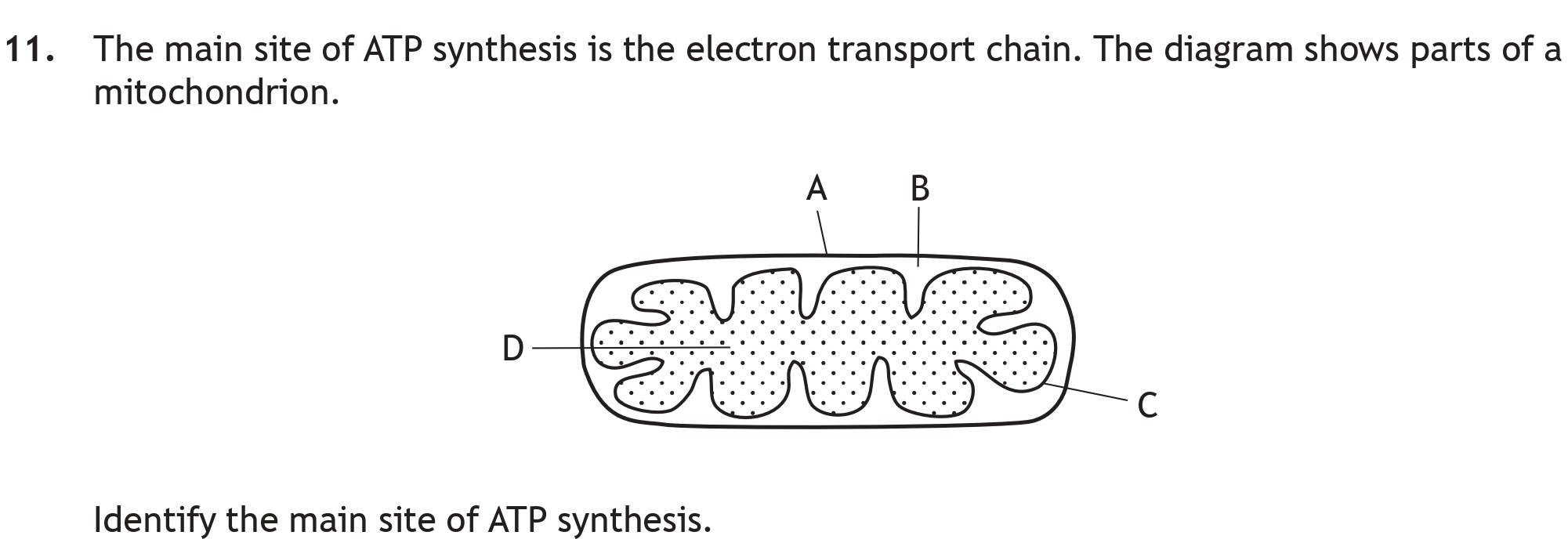 The-main-site-of-ATP-synthesis-is-the-electron-transport-chain-Scottish Highers Biology-Question 11-2022.png