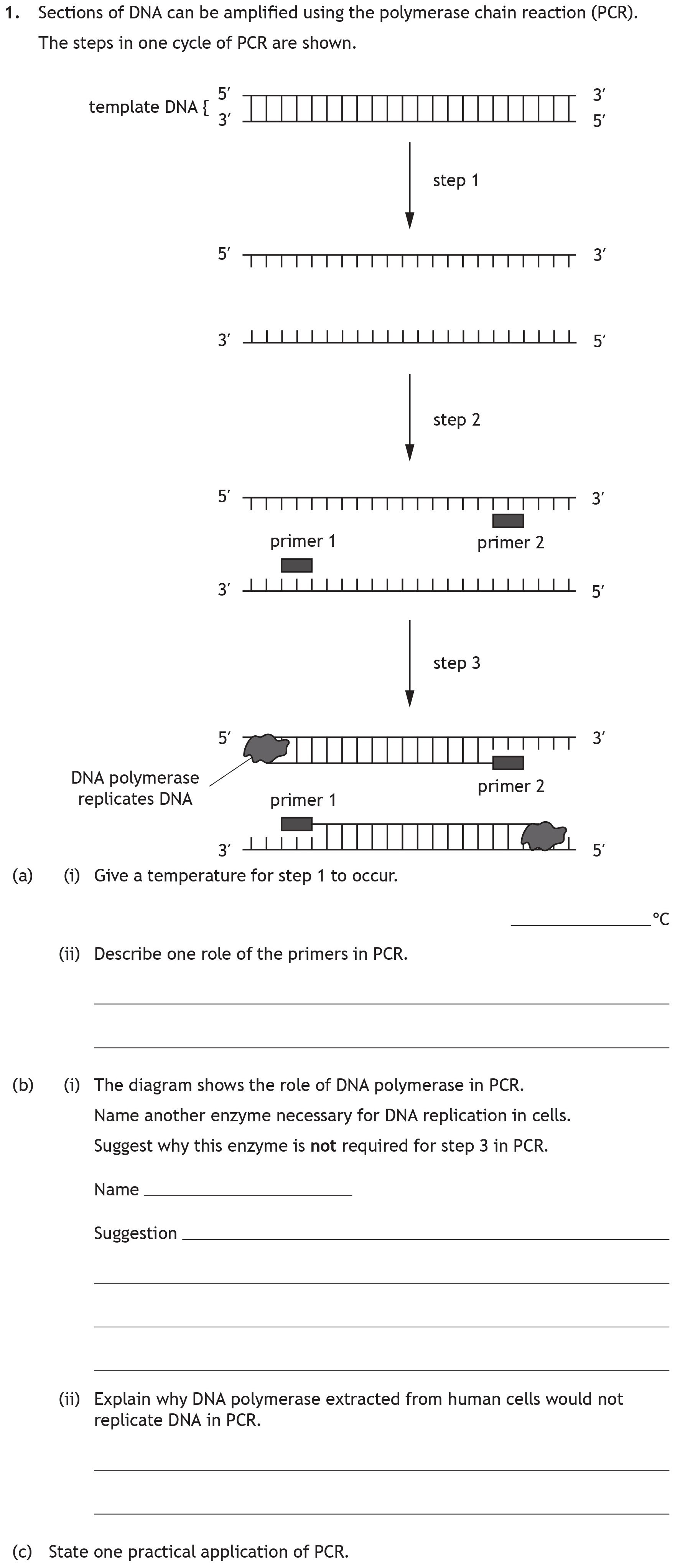 Sections-of-DNA-can-be-amplified-using-the-polymerase-chain-reaction-(PCR)-Scottish Highers Biology-Question 1-2022.png