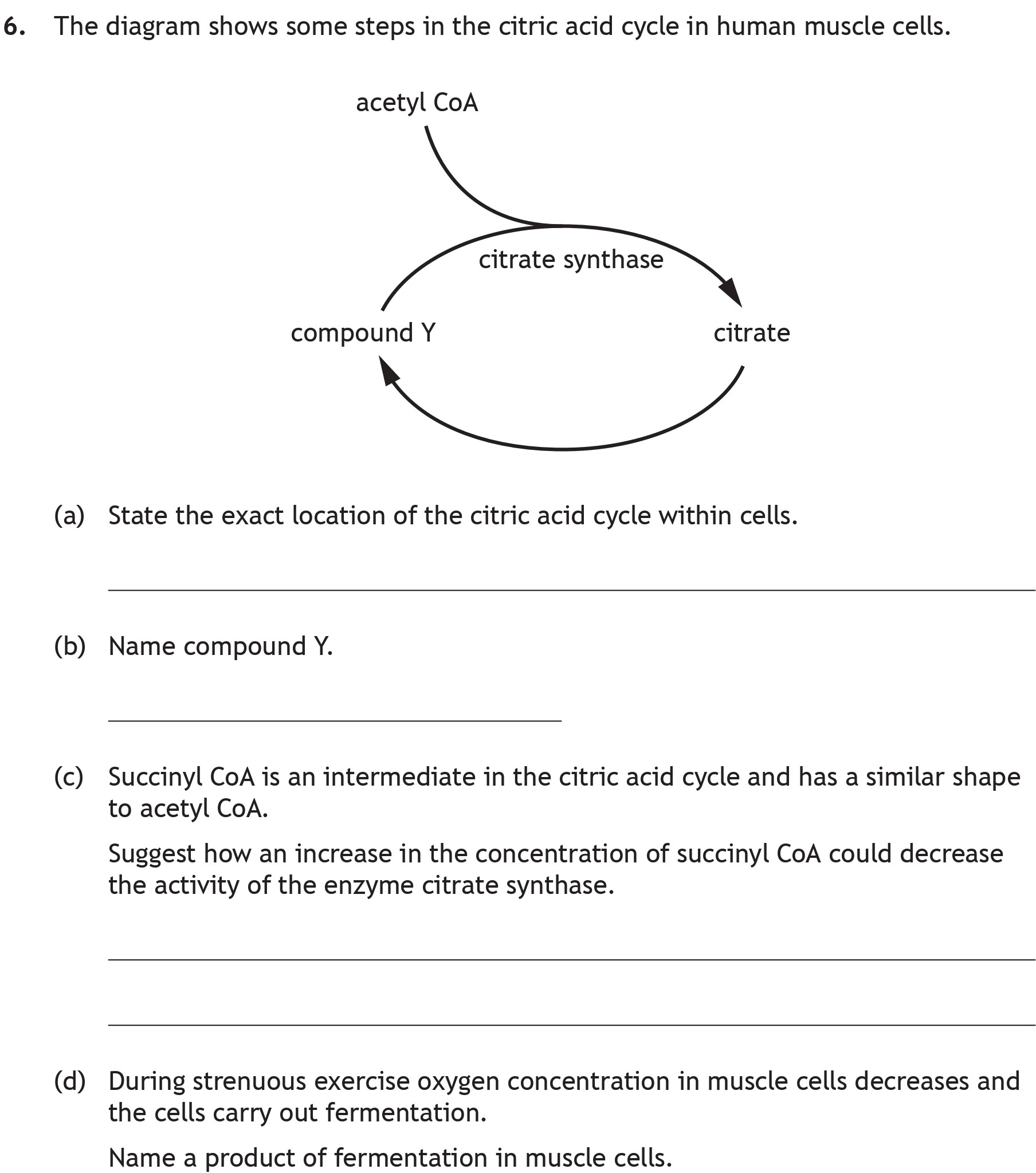 The-diagram-shows-some-steps-in-the-citric-acid-cycle-in-human-muscle-cells-Scottish Highers Biology-Question 6-2022.png
