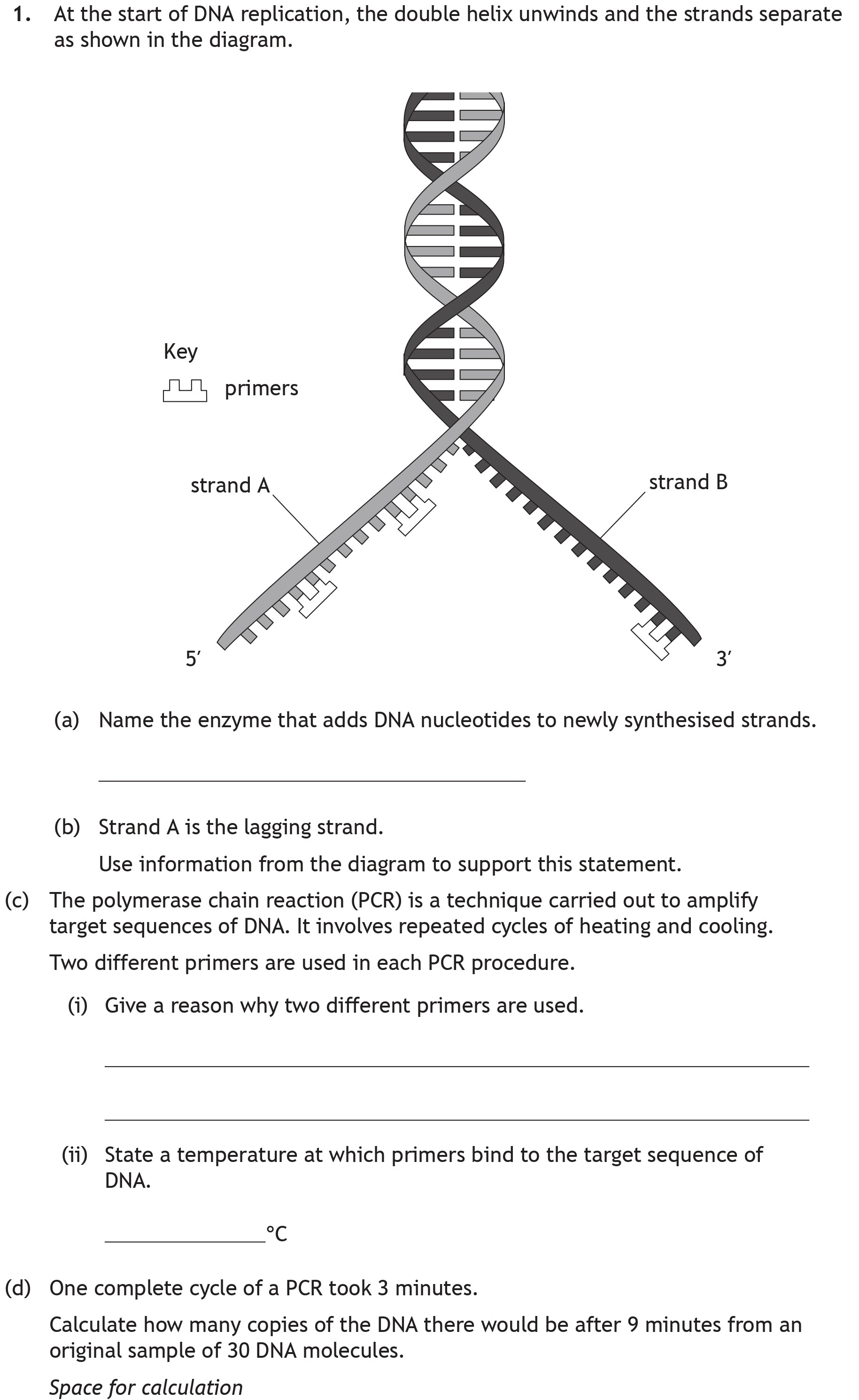 At-the-start-of-DNA-replication,-the-double-helix-unwinds-and-the-strands-separate-as-shown-in-the-diagram-Scottish Highers Biology-Question 1-2023.png