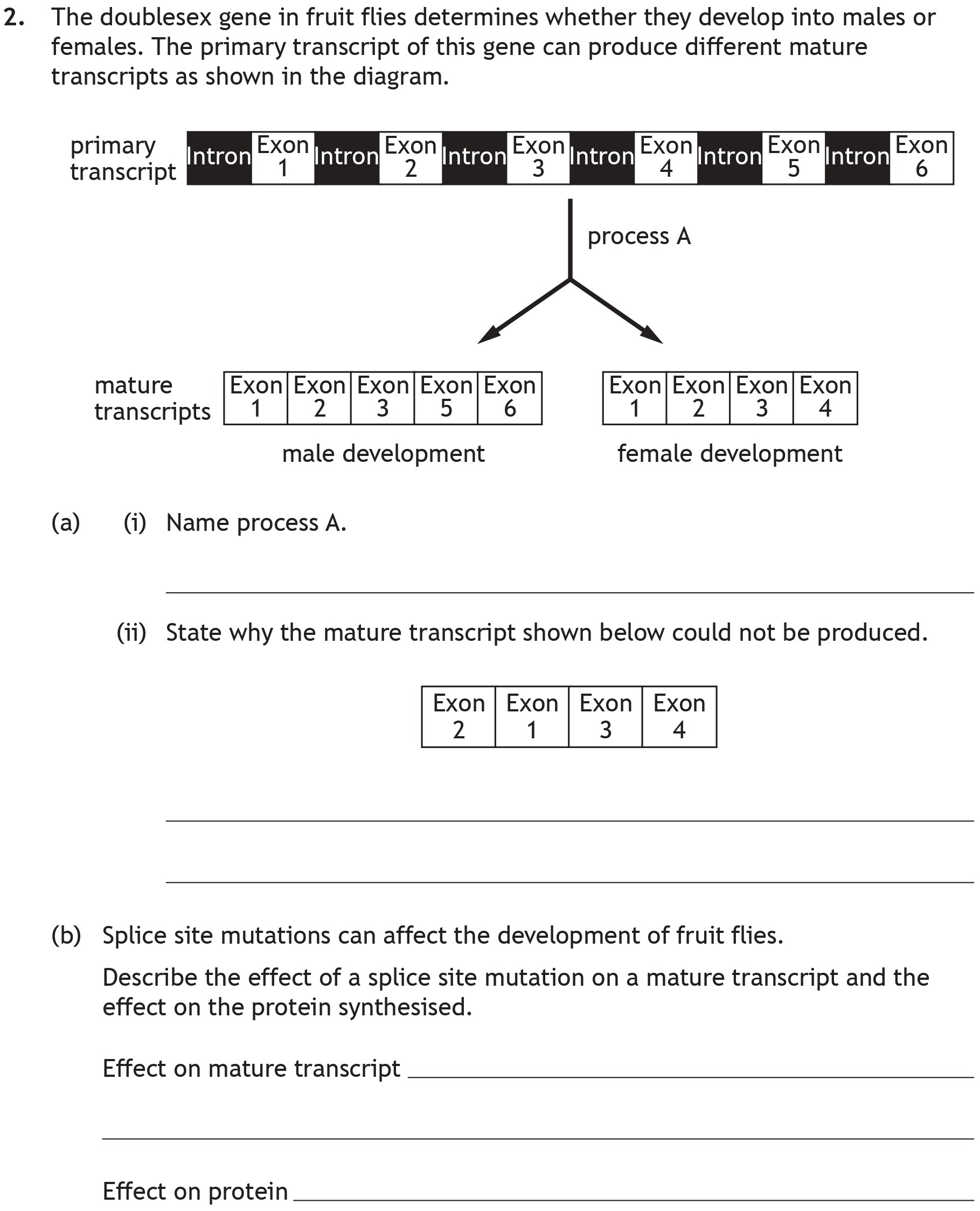 The-doublesex-gene-in-fruit-flies-determines-whether-they-develop-into-males-or-females-Scottish Highers Biology-Question 2-2023.png