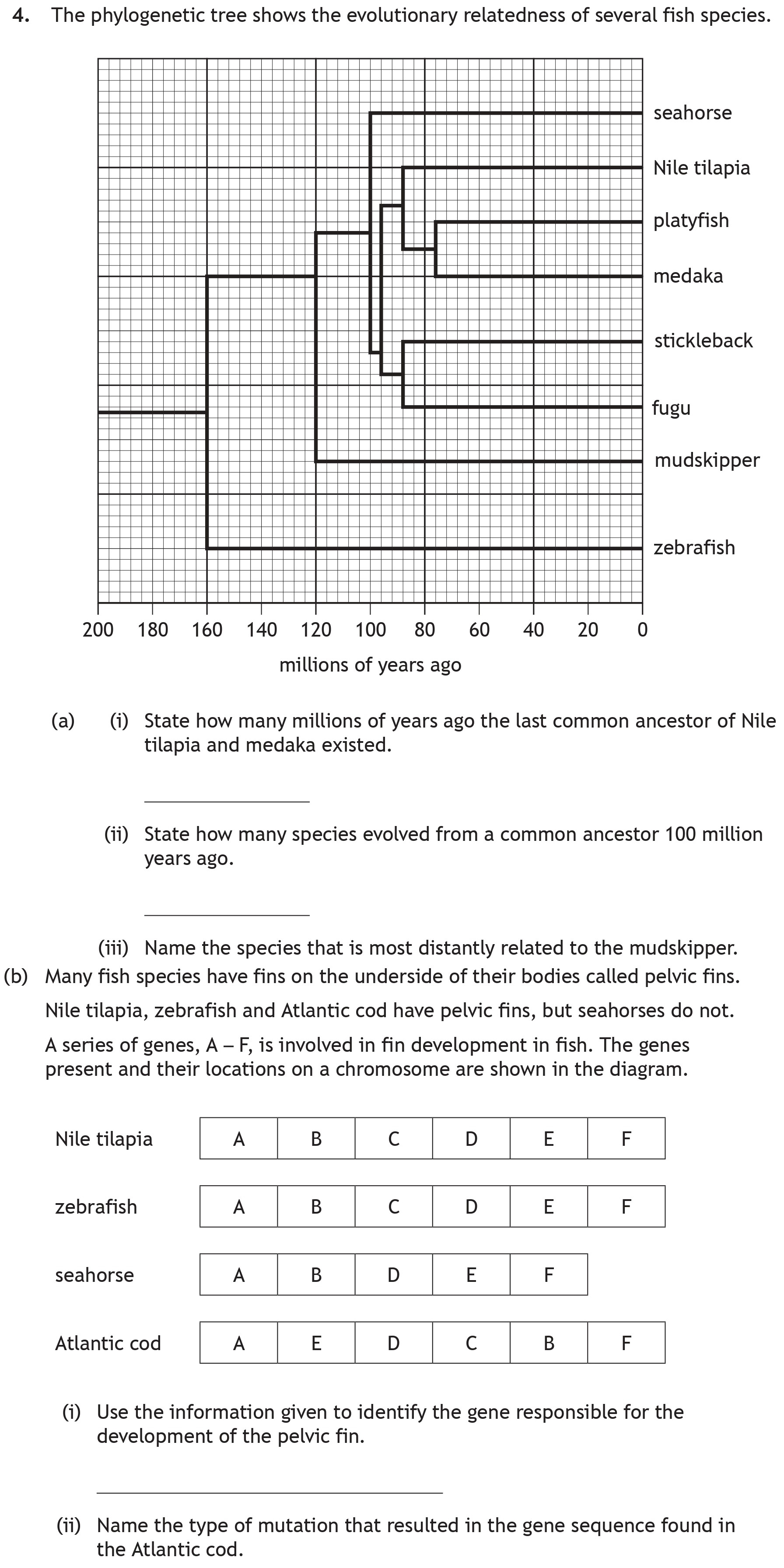 The-phylogenetic-tree-shows-the-evolutionary-relatedness-of-several-fish-species-Scottish Highers Biology-Question 4-2023.png