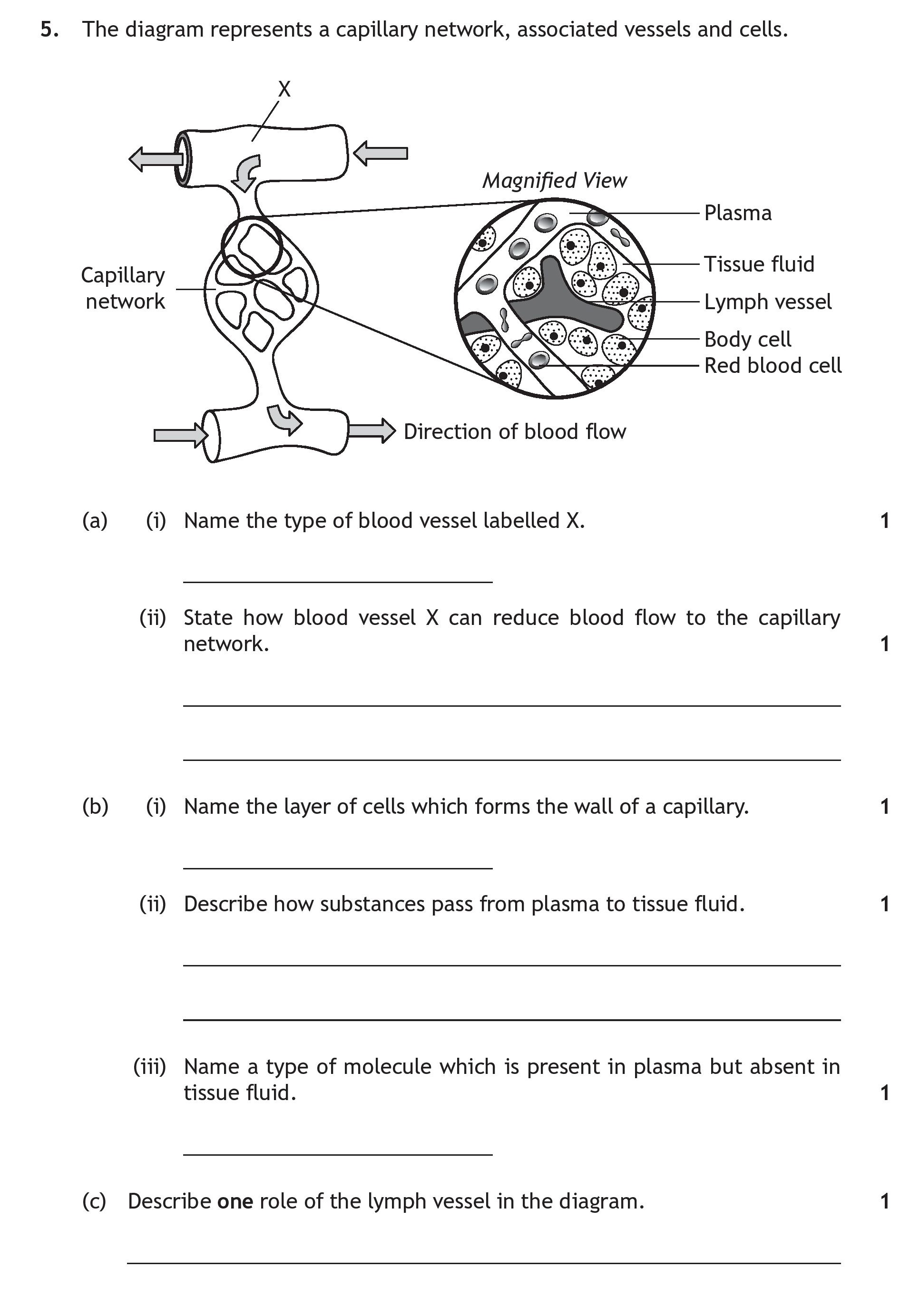 The-diagram-represents-a-capillary-network,-associated-vessels-and-cells-Scottish Highers Human Biology-Question 5-2017.png