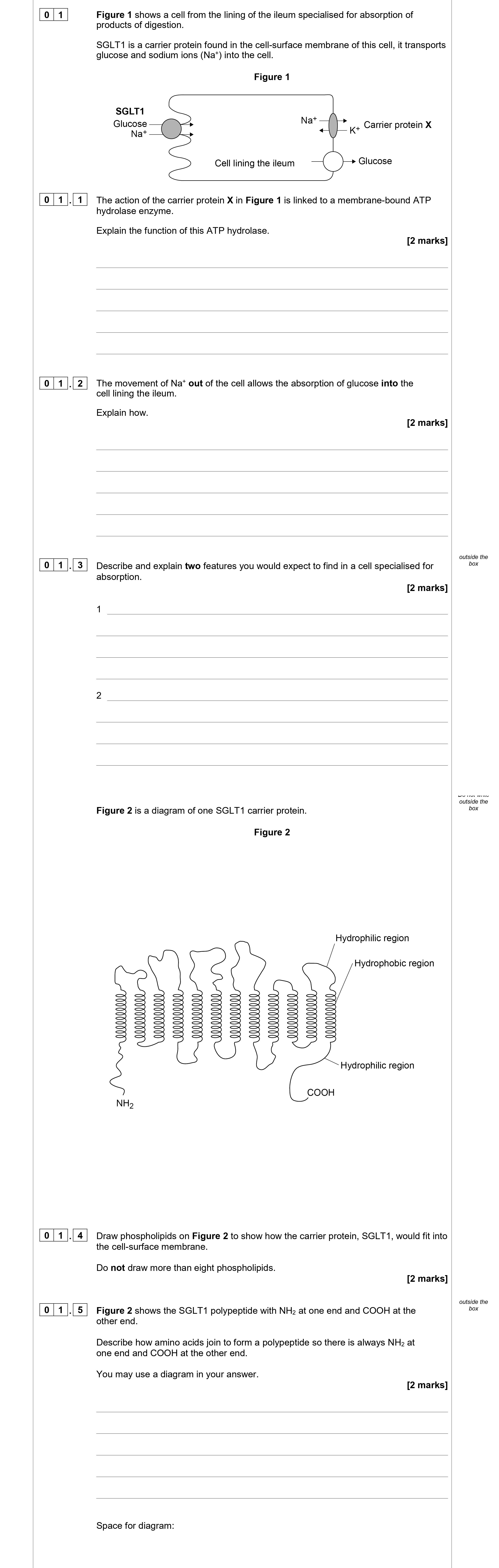 Figure-1-shows-a-cell-from-the-lining-of-the-ileum-specialised-for-absorption-of-products-of-digestion-AQA-A-Level Biology-Question 1-2020-Paper 1.png
