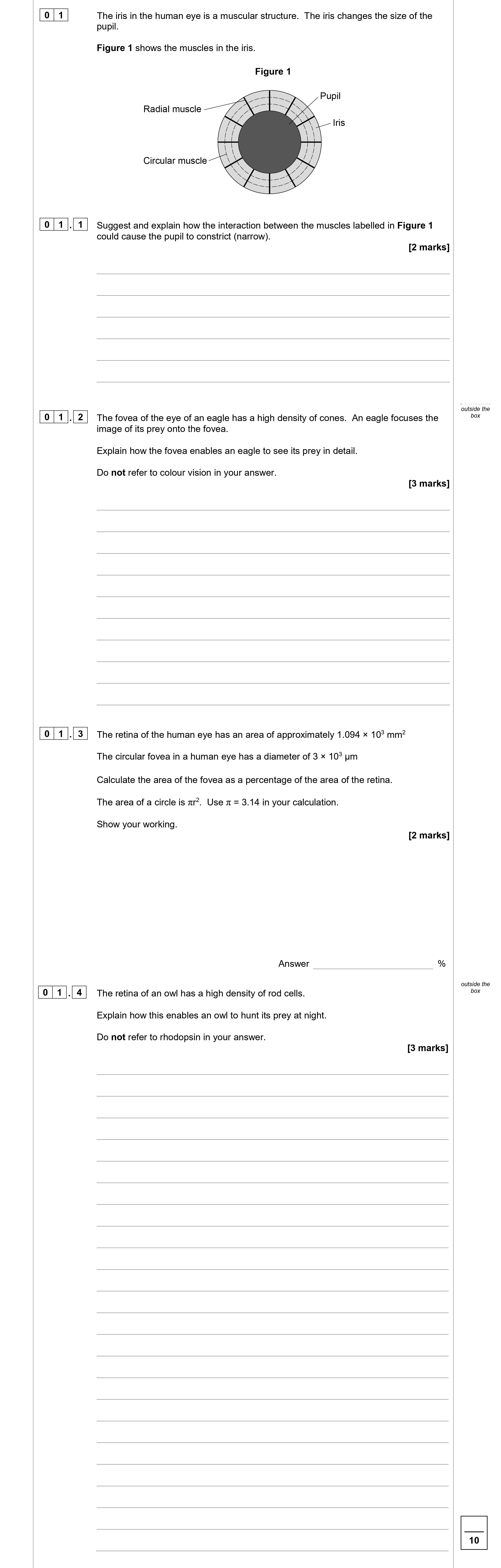 Suggest-and-explain-how-the-interaction-between-the-muscles-labelled-in-Figure-1-could-cause-the-pupil-to-constrict-(narrow).-AQA-A-Level Biology-Question 1-2020-Paper 2.png