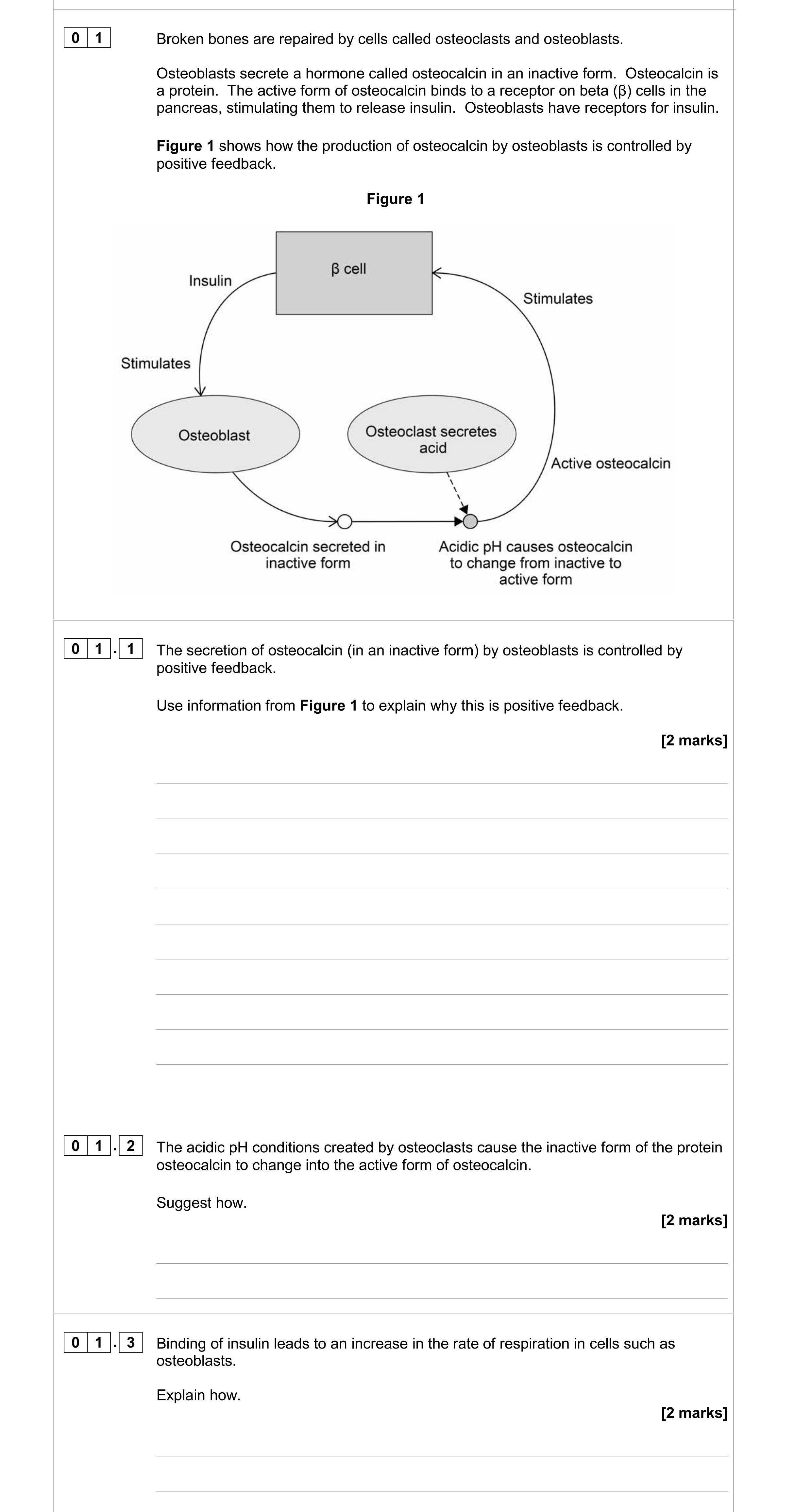 The-secretion-of-osteocalcin-(in-an-inactive-form)-by-osteoblasts-is-controlled-by-positive-feedback-AQA-A-Level Biology-Question 1-2018-Paper 3.png