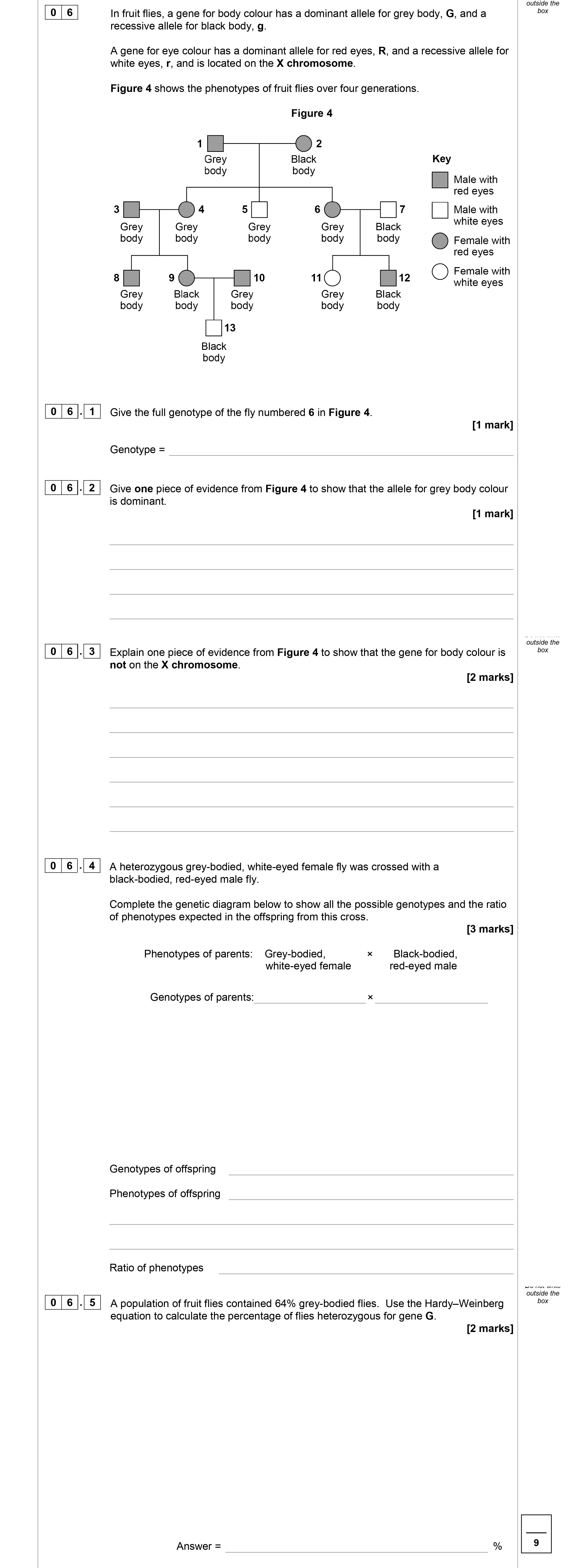 In-fruit-flies,-a-gene-for-body-colour-has-a-dominant-allele-for-grey-body,-G,-and-a-recessive-allele-for-black-body,-g-AQA-A-Level Biology-Question 6-2019-Paper 2.png